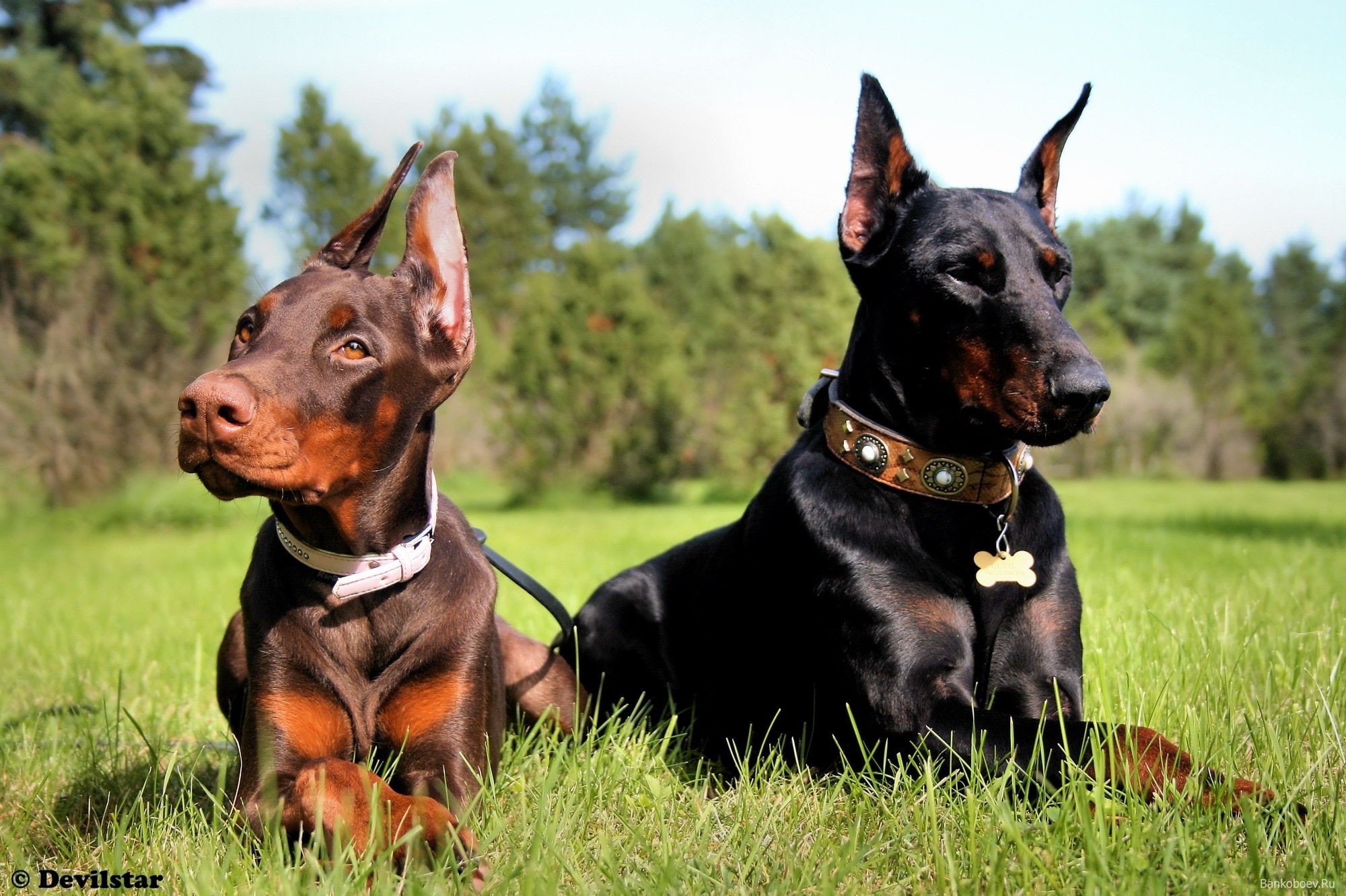 pinscher, doberman, dogs, 1080P, dog, HD Wallpaper