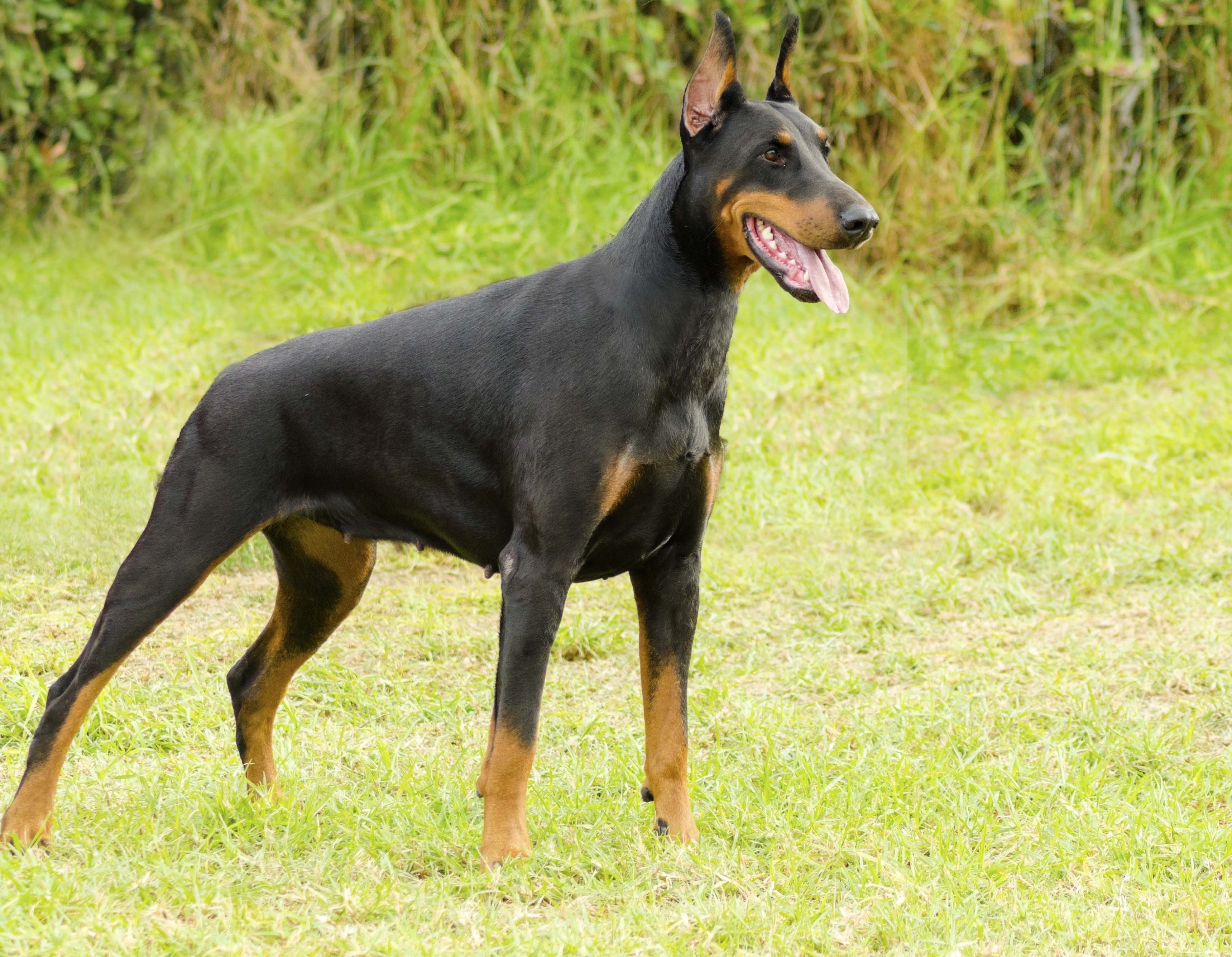 mammal, domestic animals, land, one animal, profile view, day, looking, side view, Pinscher, no people, canine, domestic, 2K, animal themes, Doberman, HD Wallpaper