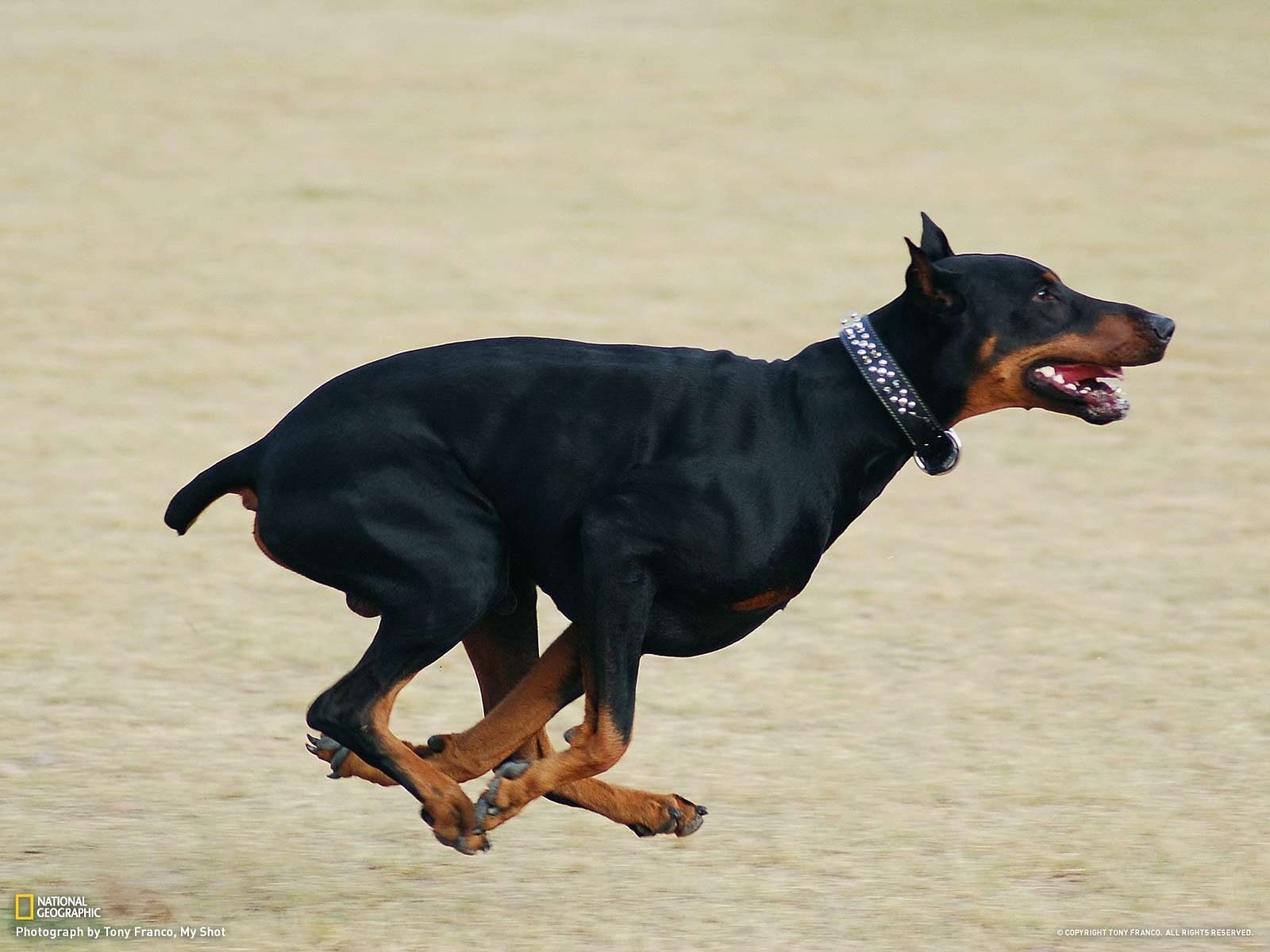 dog, doberman, dogs, 720P, pinscher, HD Wallpaper