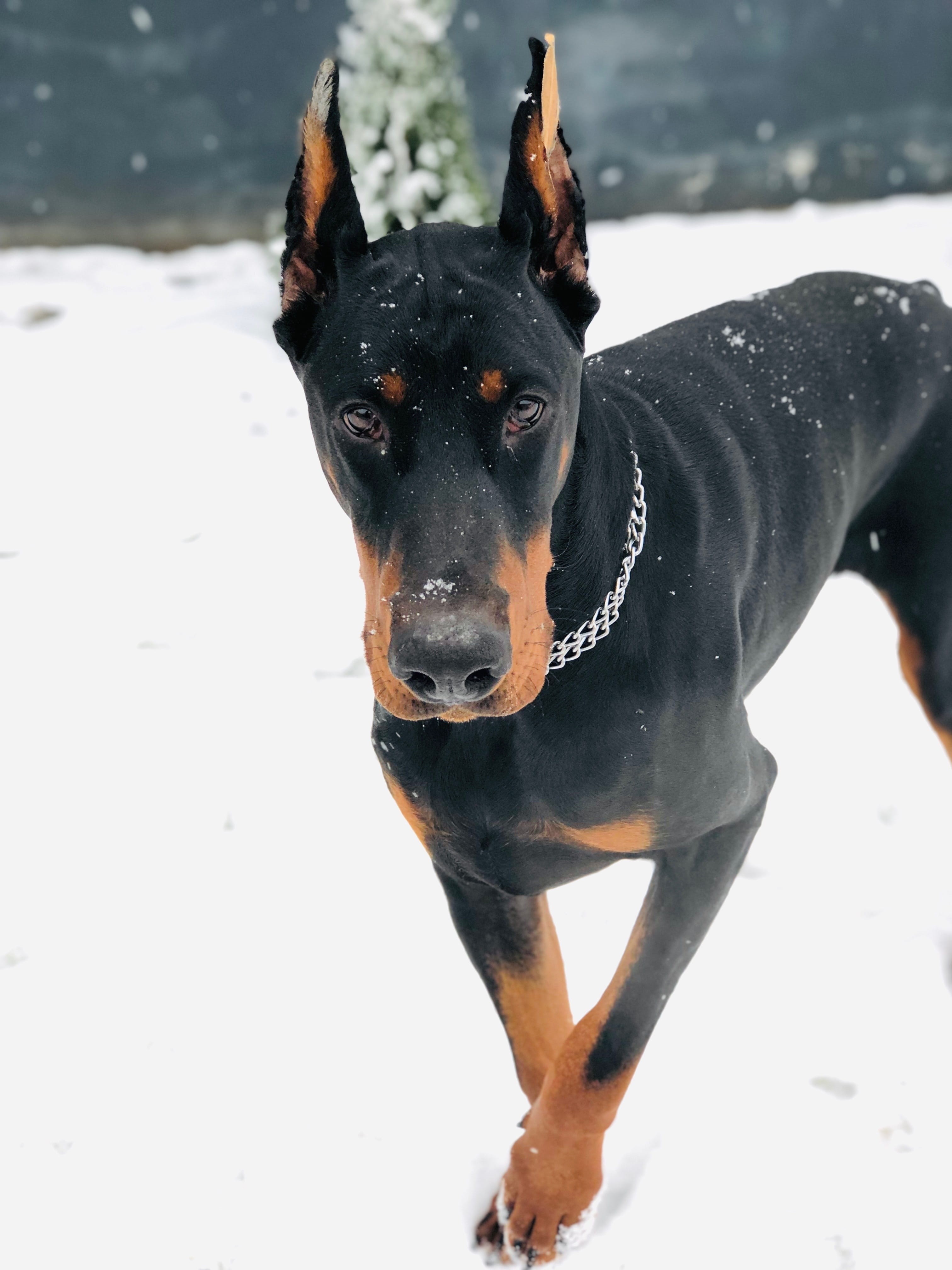 one animal, focus on foreground, winter, nature, animal themes, no people, pet collar, snow, black color, purebred dog, animal, ashanti, hicarus hic of, Phone HD Wallpaper