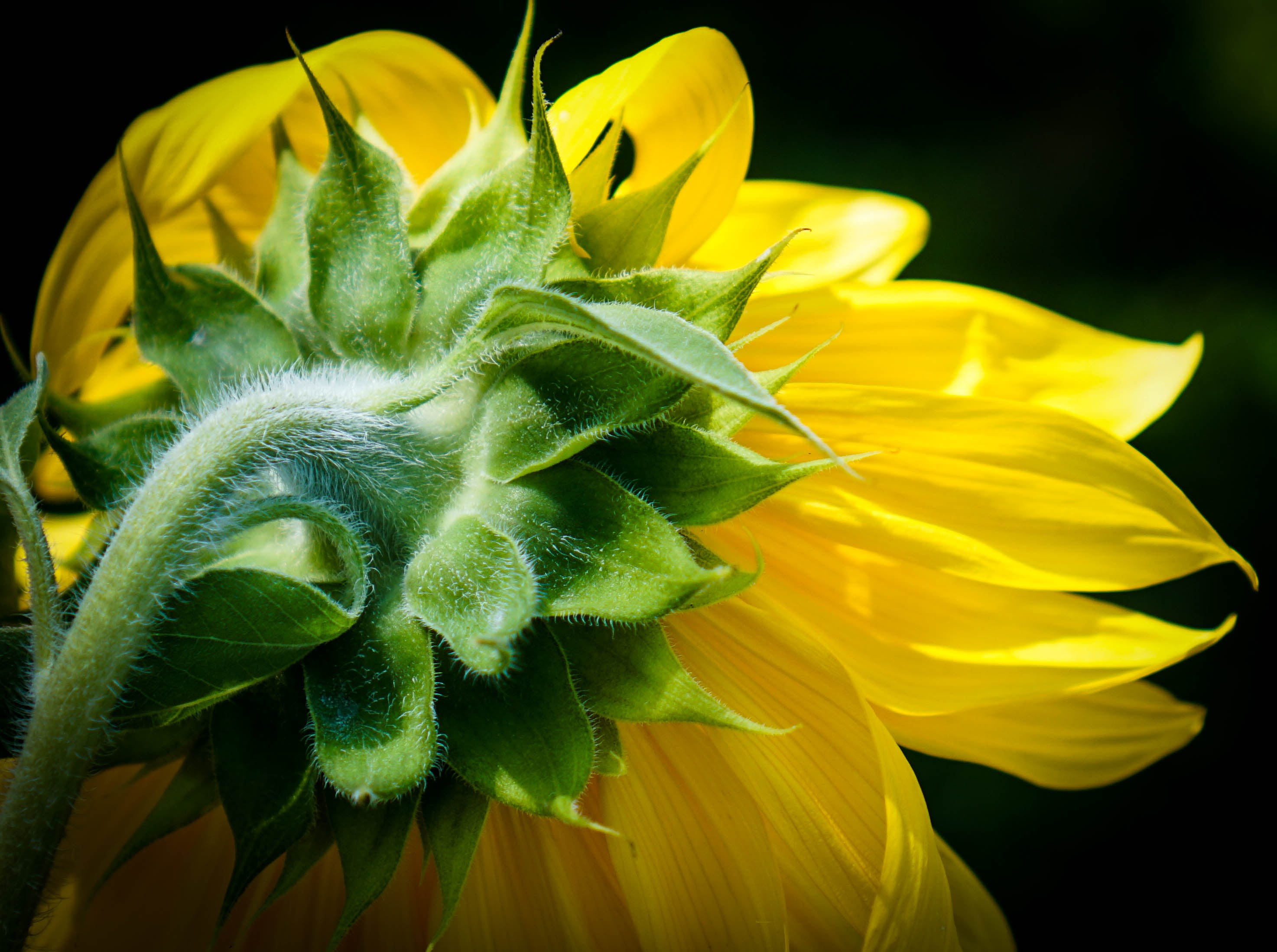 beauty In Nature, petaled, sunflower, petal, nature, 2K, plant, photo, yellow, close-up, flower, flower Head, HD Wallpaper