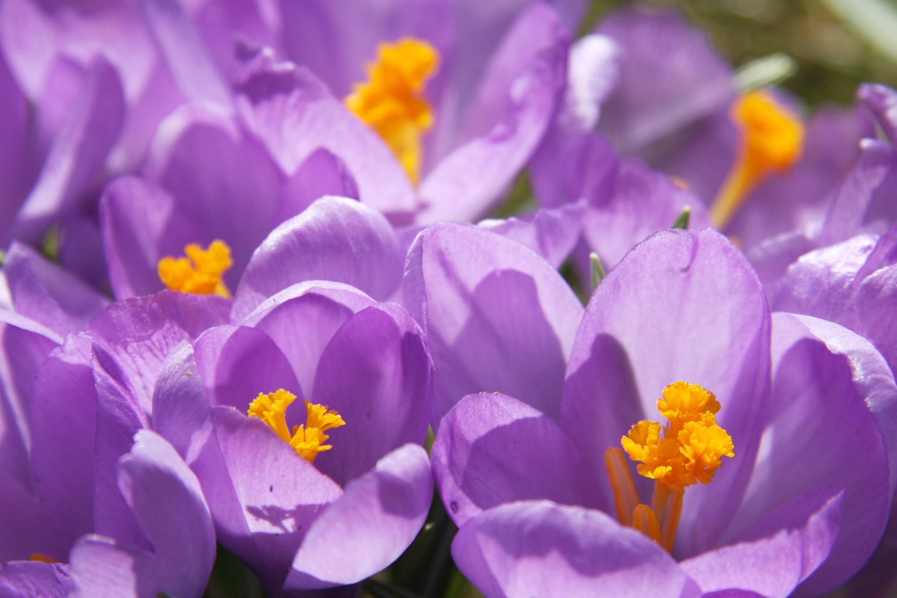 close-up, purple, flowers, spring  flowers, flower, peteld, 2K, nature, petal, plant, Crocus, Krokus, springtime, frühling, HD Wallpaper