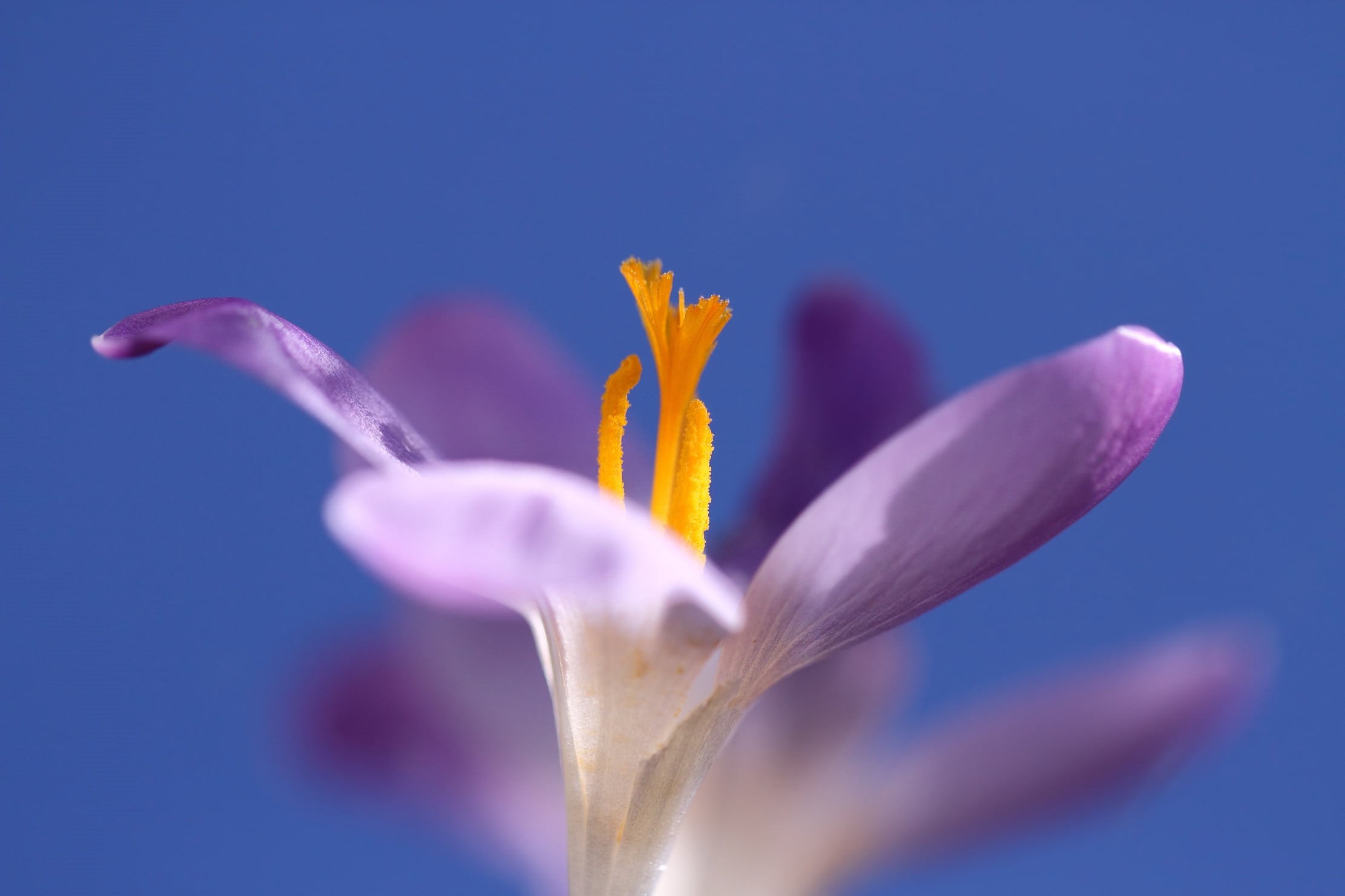 flower, beauty In Nature, close-up, photography, springtime, plant, macro, nature, Crocus, petaled, yellow, purple, 1080P, ciel, micro, HD Wallpaper