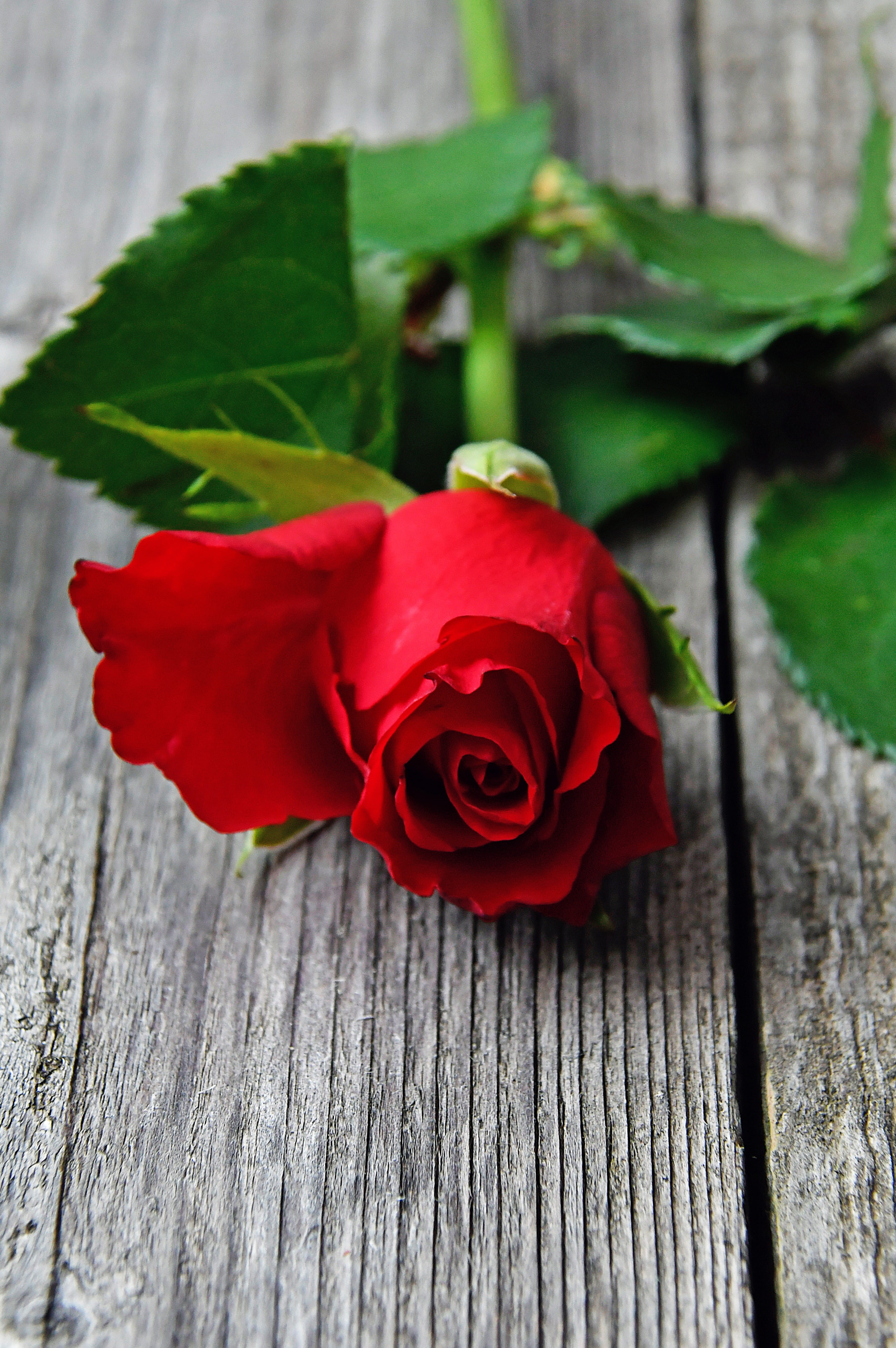 vulnerability, table, red, roses, close-up, 5K, inflorescence, plant, rose bouquets, petal, flowering plant, rose, leaf, no people, romantic, love, beauty in nature, Phone HD Wallpaper