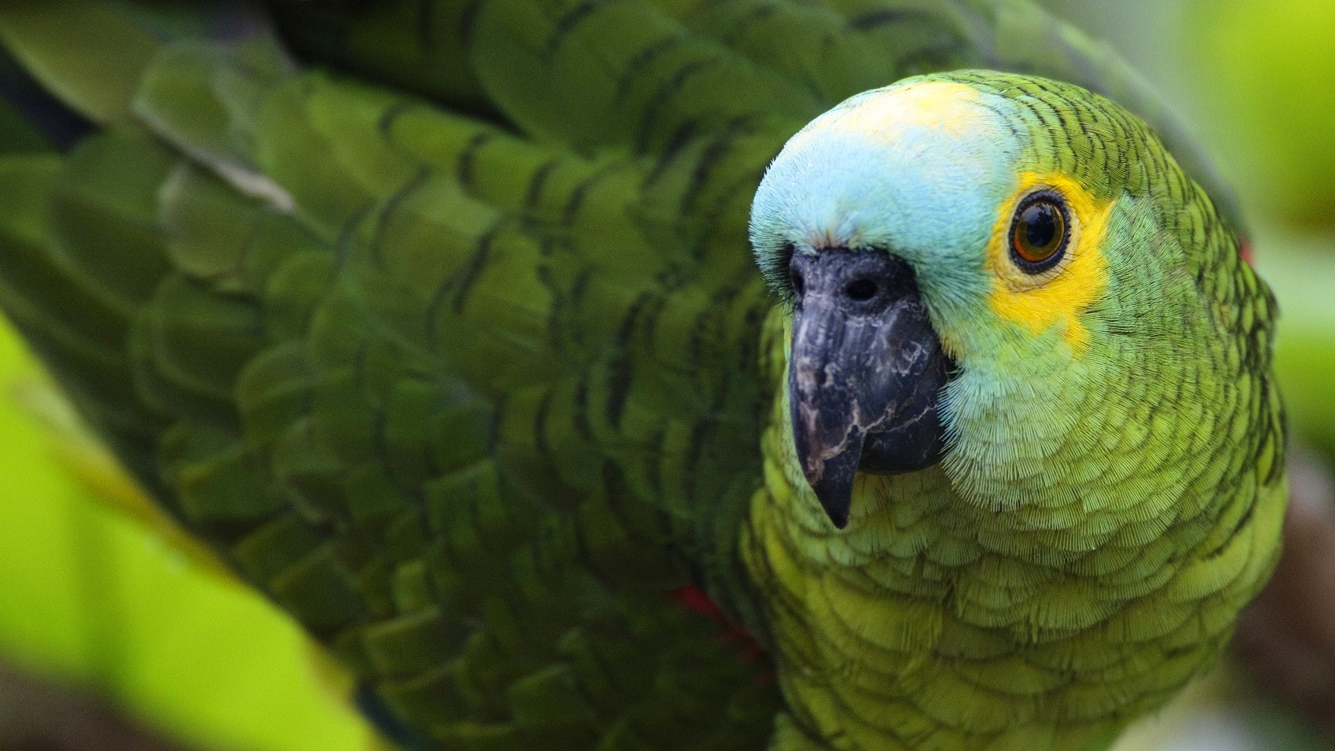 Bird, parrot, green, color, 1080P, beak, feathers, HD Wallpaper