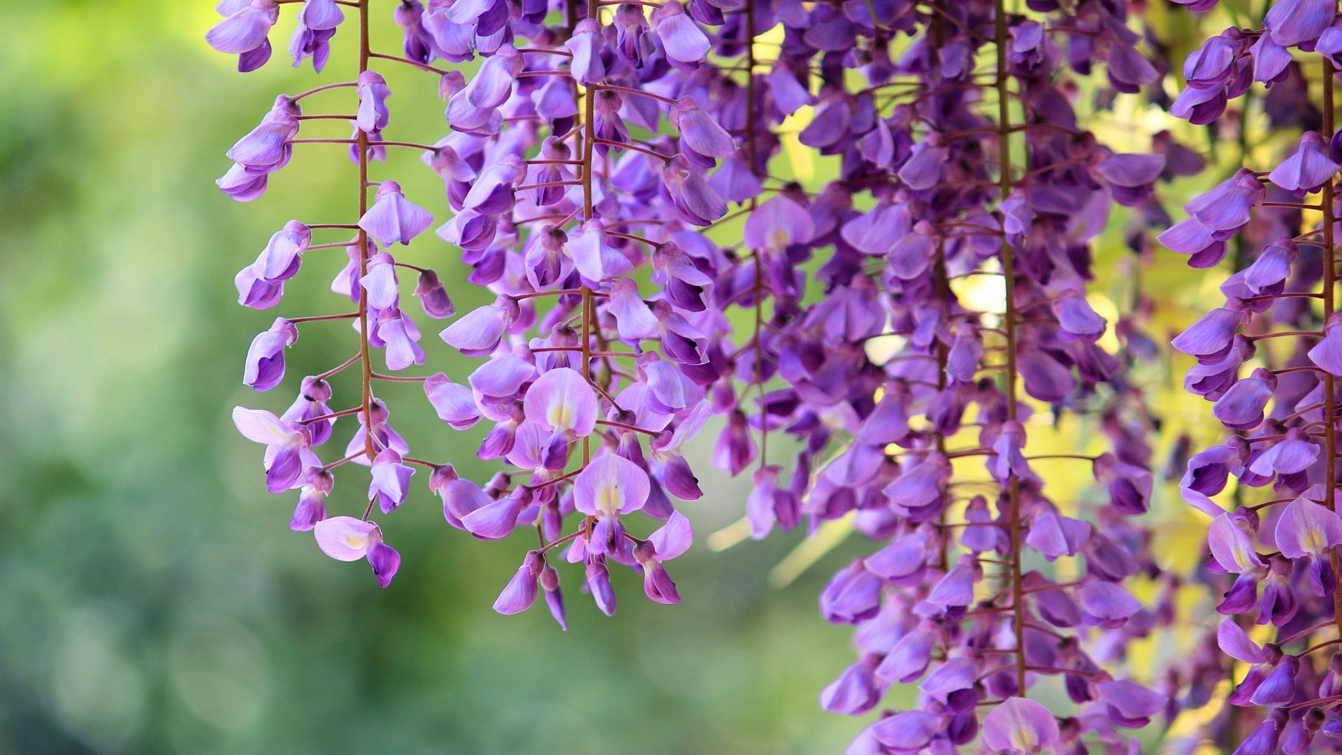 1080P, nature, wisteria, beautiful, flowers, HD Wallpaper