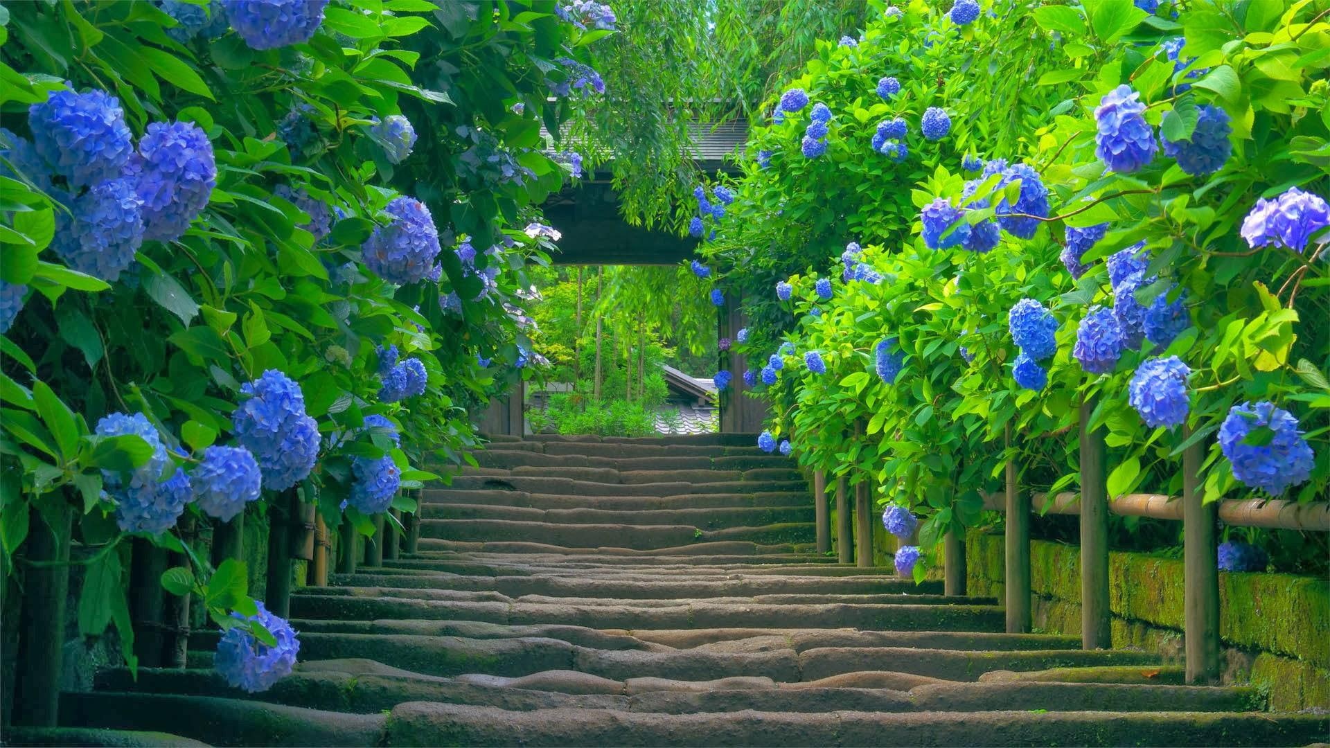 natural, hydrangeas, 1080P, beautiful, green, blue, HD Wallpaper