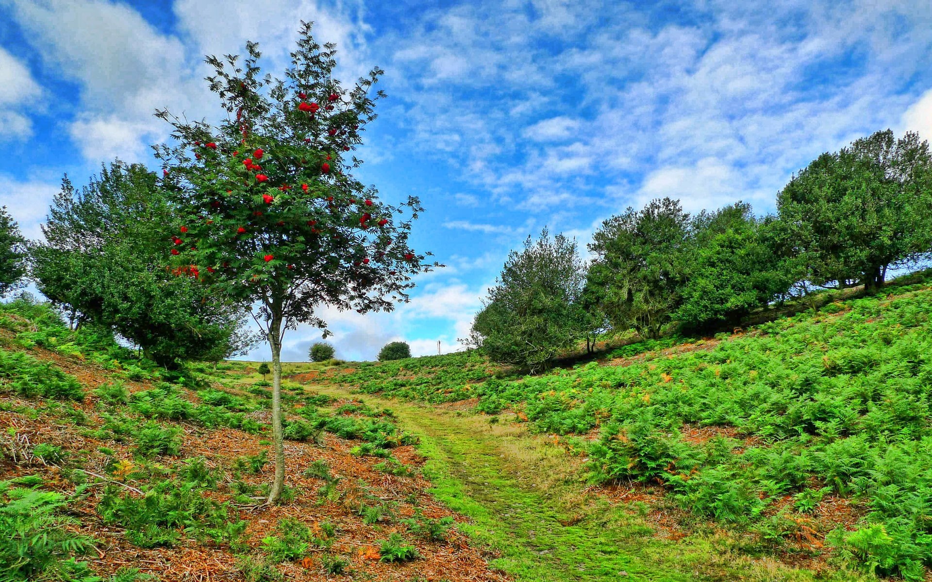 green color, cloud - sky, landscape, land, environment, fruit, tranquil scene, beauty in nature, tranquility, outdoors, sky, day, plant, no people, grass, HD Wallpaper