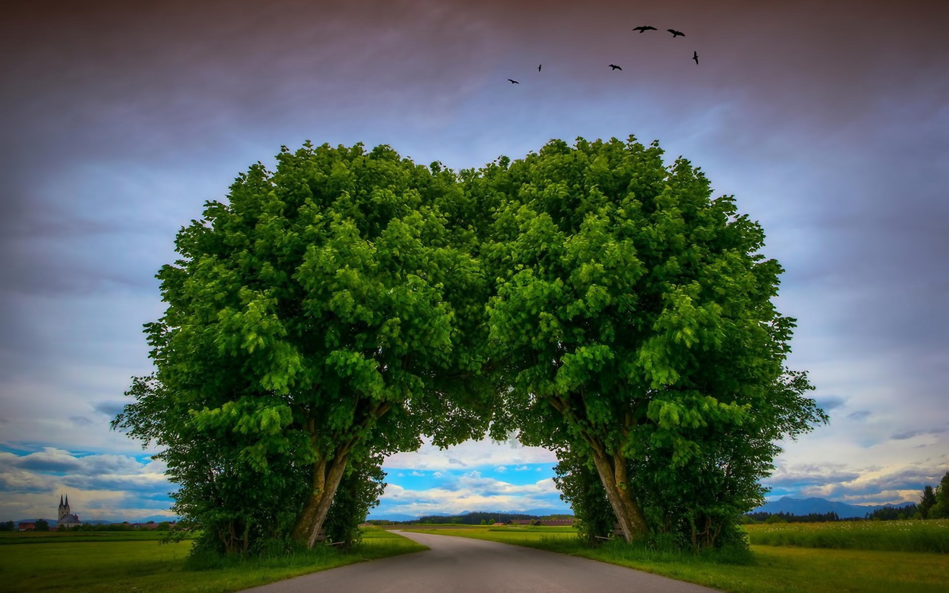 vertebrate, direction, tree, sky, growth, green color, diminishing perspective, no people, day, the way forward, bird, 1080P, plant, transportation, beauty in nature, HD Wallpaper