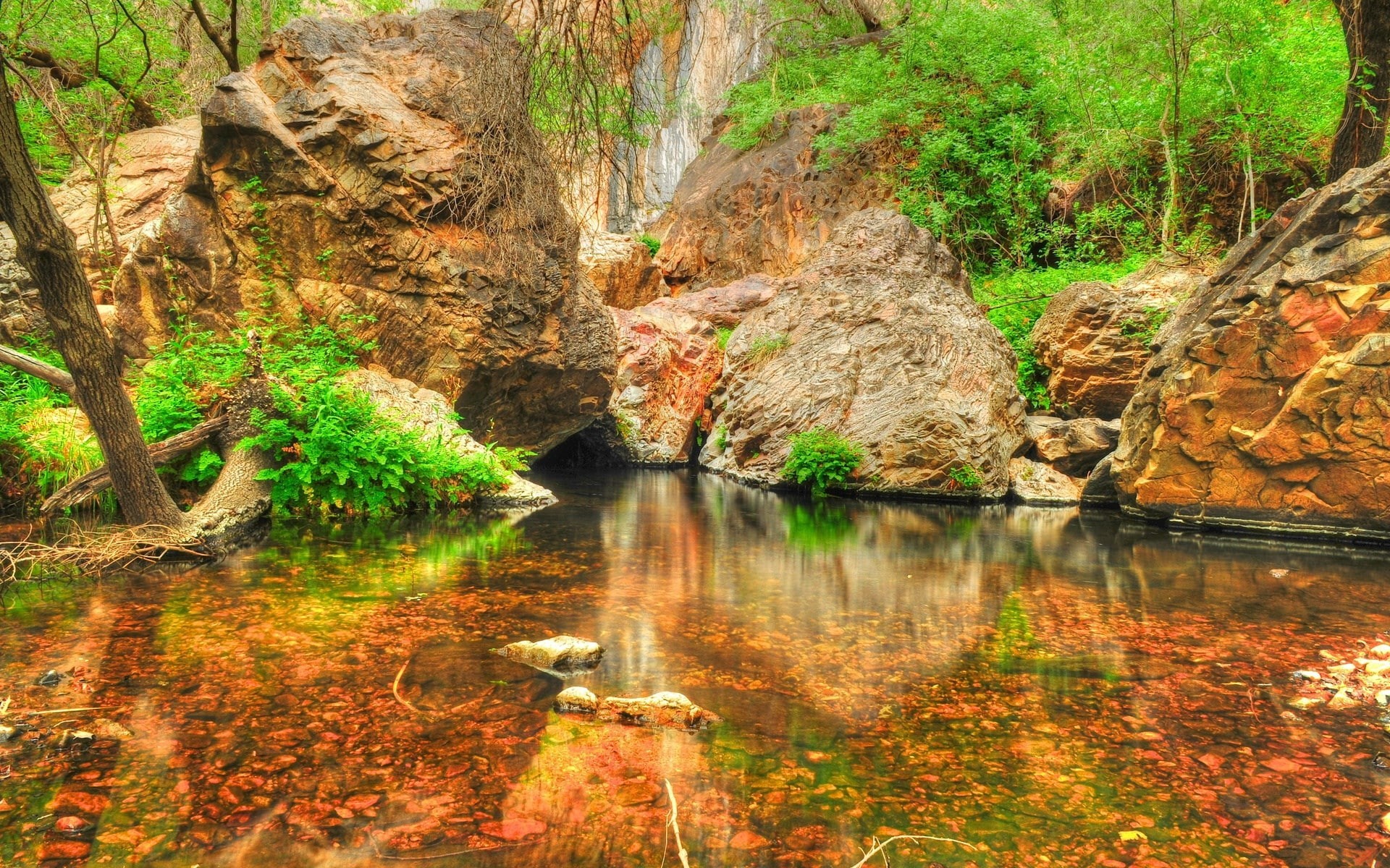 outdoors, tree, 1080P, plant, tranquility, beauty in nature, day, growth, non-urban scene, land, reflection, forest, rock, flowing water, computer background  nature beauty 1920x1200, HD Wallpaper
