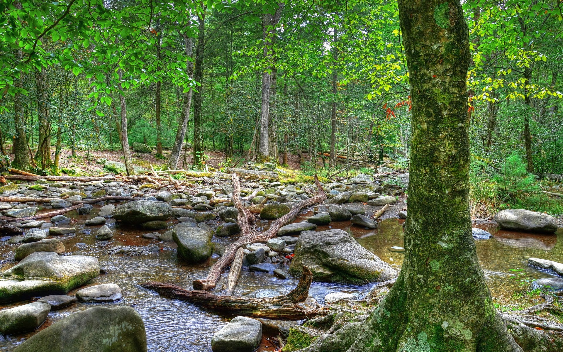 computer background  nature beauty 1920x1200, 1080P, HD Wallpaper