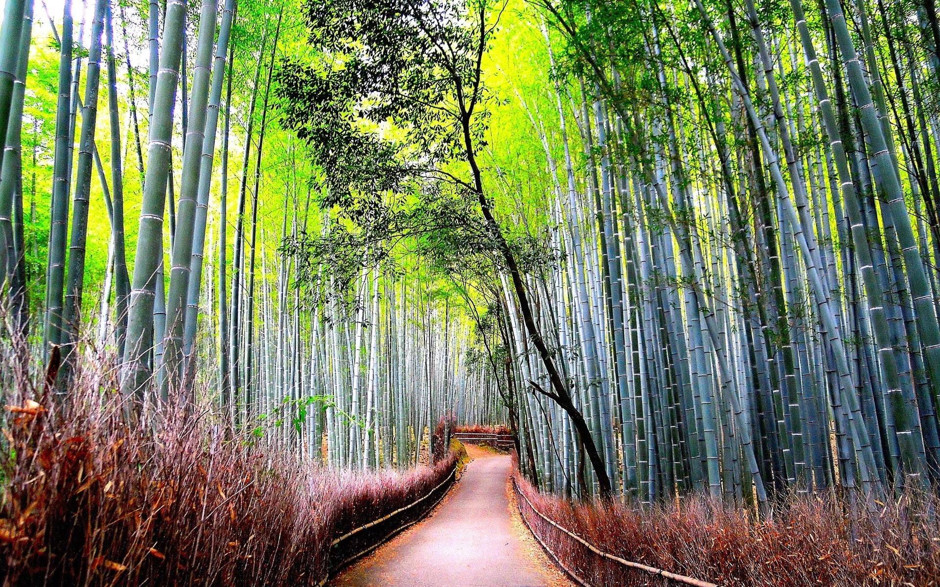 tranquility, no people, footpath, green color, computer background  nature beauty 1920x1200, 1080P, direction, bamboo, tranquil scene, tree, bamboo grove, HD Wallpaper