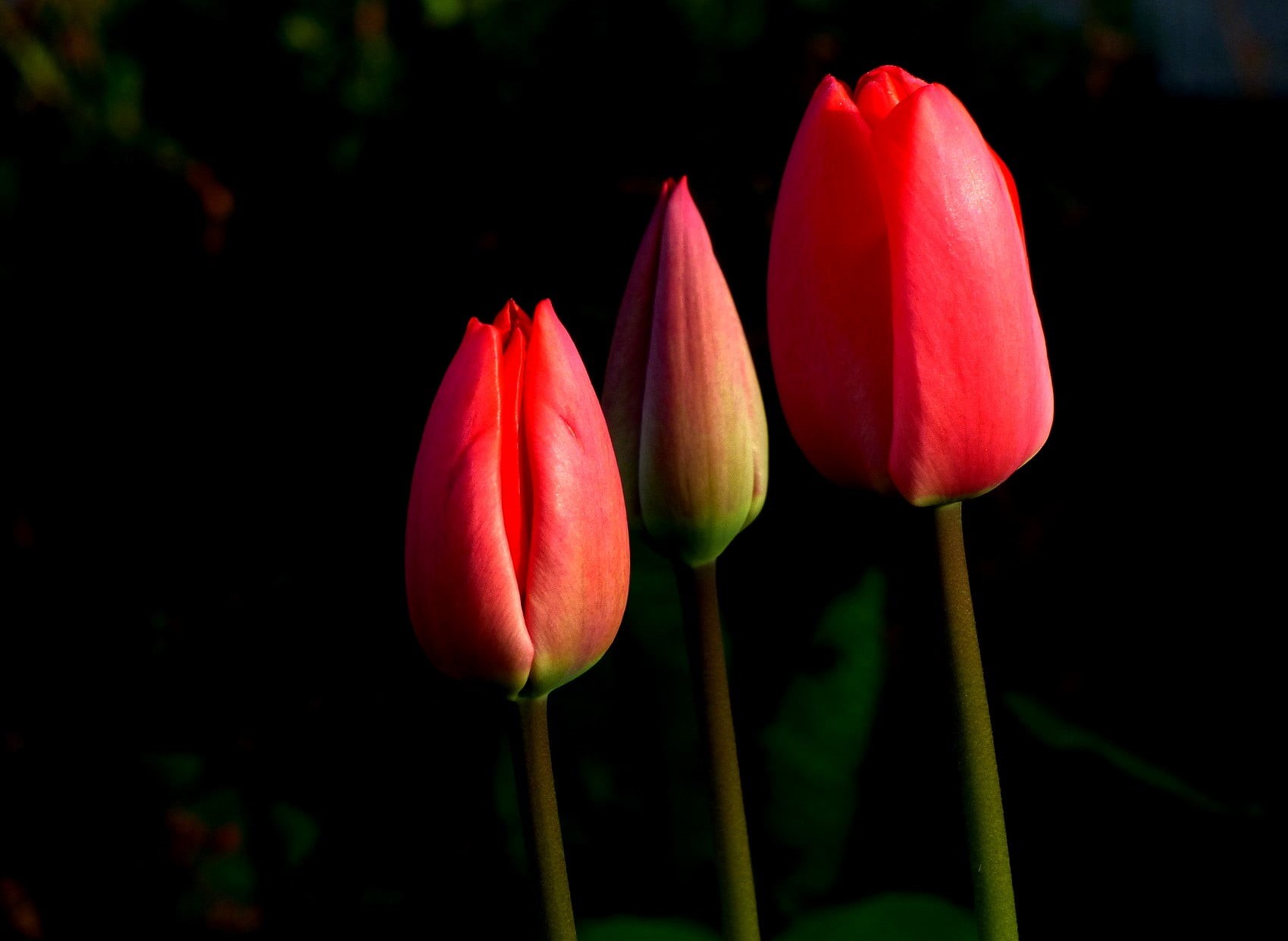 Tulip, beauty In Nature, All The Best, plant, Flower, 720P, Blume, three, Red  Rot, springtime, petal, für, red, tulips, Alles Gute, nature, HD Wallpaper