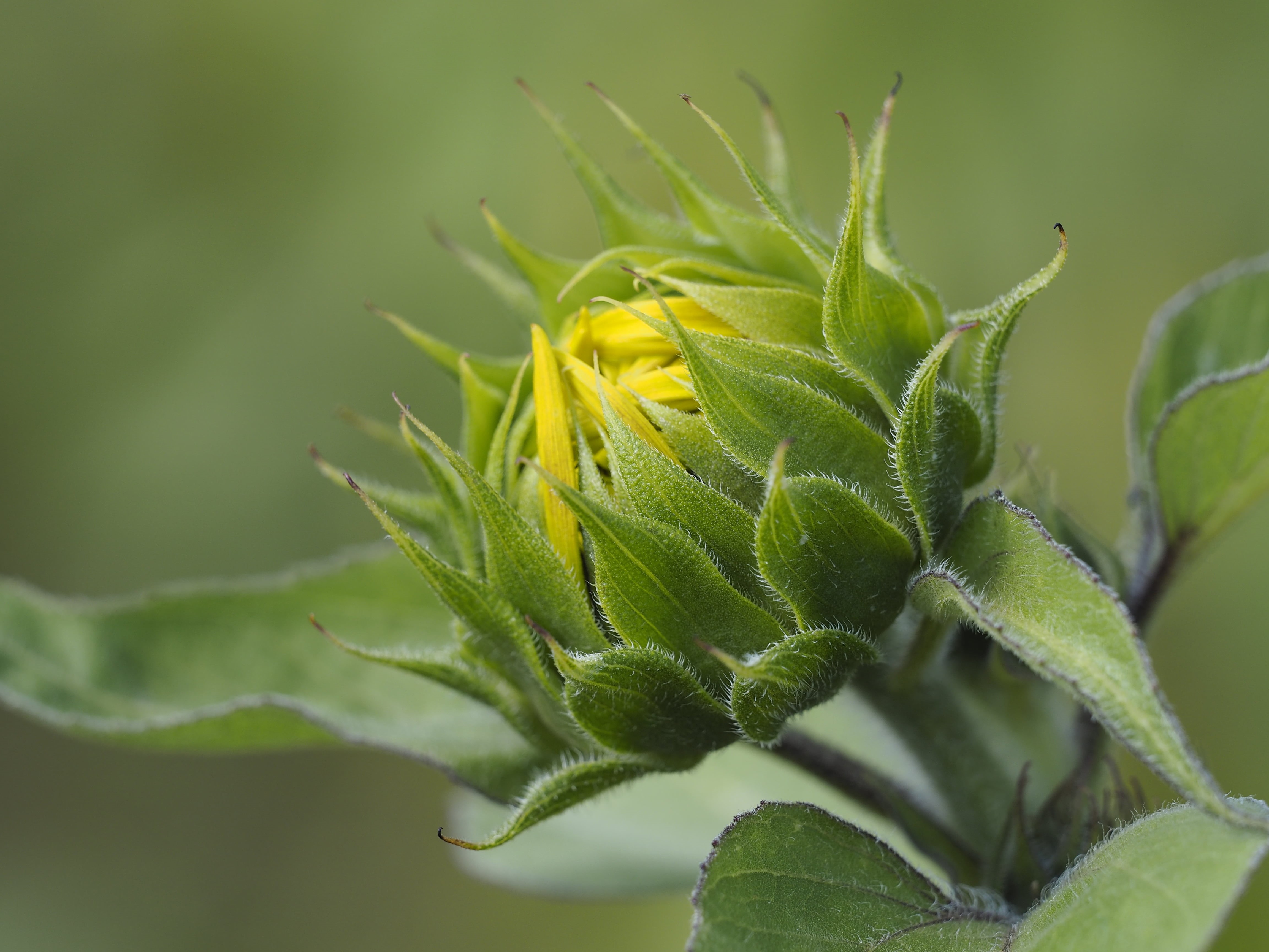 yellow, Blume, sunflower, Olympus, plant, leaf, photography, Blumen, green Color, selective focus, close-up, focus, flower, Natur, cc, sunflowers, beautiful, HD Wallpaper