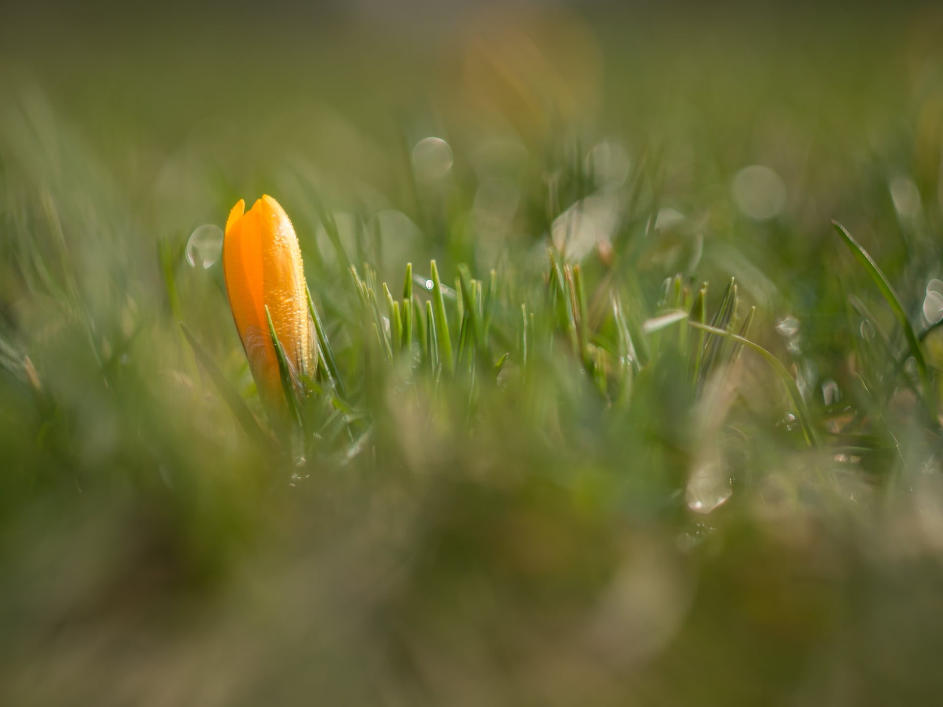 shallow, bokeh, Spring, macro, nature, 1080P, dof, close-up, yellow, Blume, grass, yellow Crocus, plant, shallow focus, Panasonic Lumix G5, springtime, HD Wallpaper