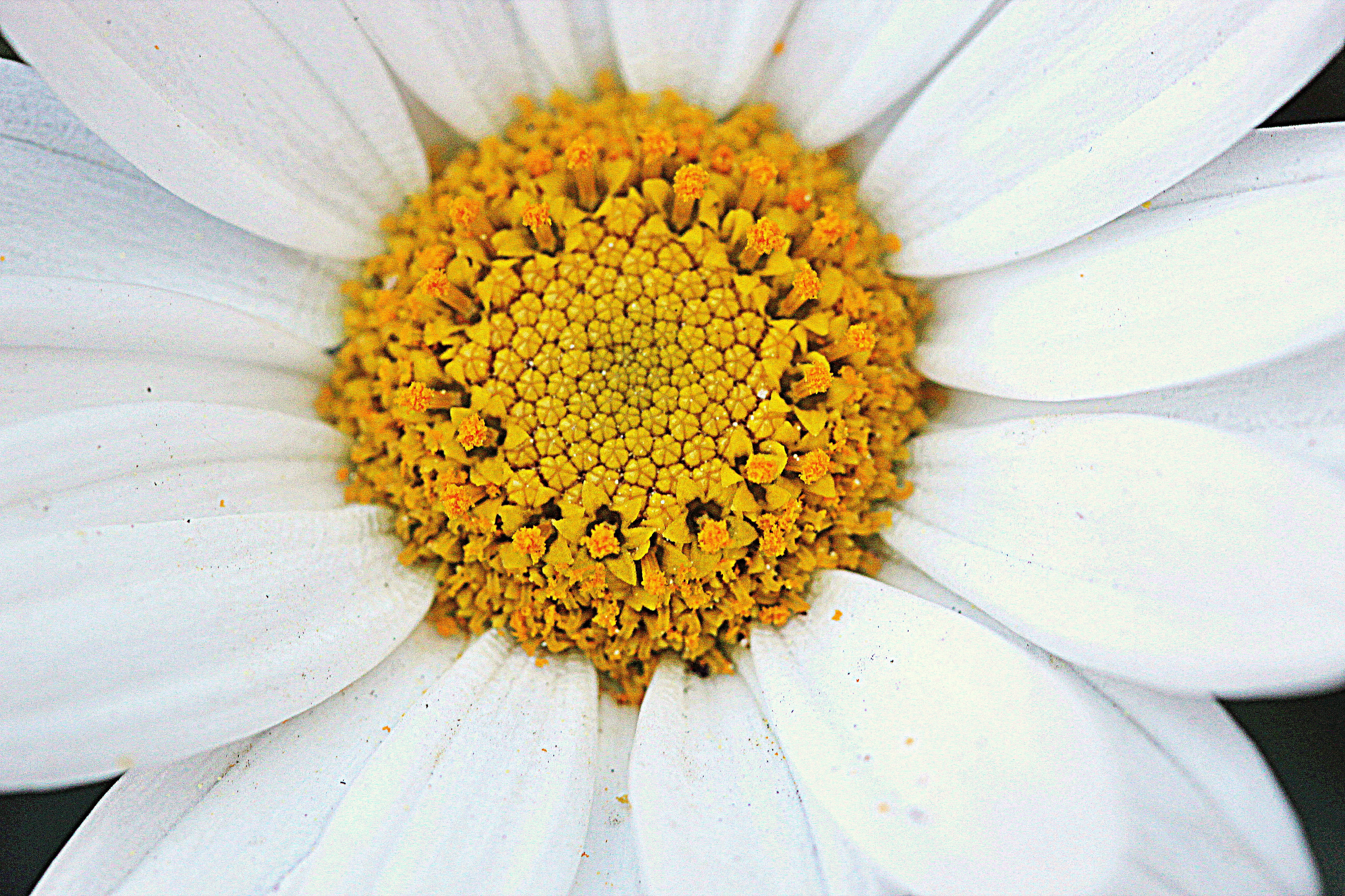 5K, close-up, Macro, Blume, close, hand, Makro, Day, white Daisy, white, Flower, nature, petal, Canon EOS 600D, close up, image, plant, 2014 edition, daisy, HD Wallpaper