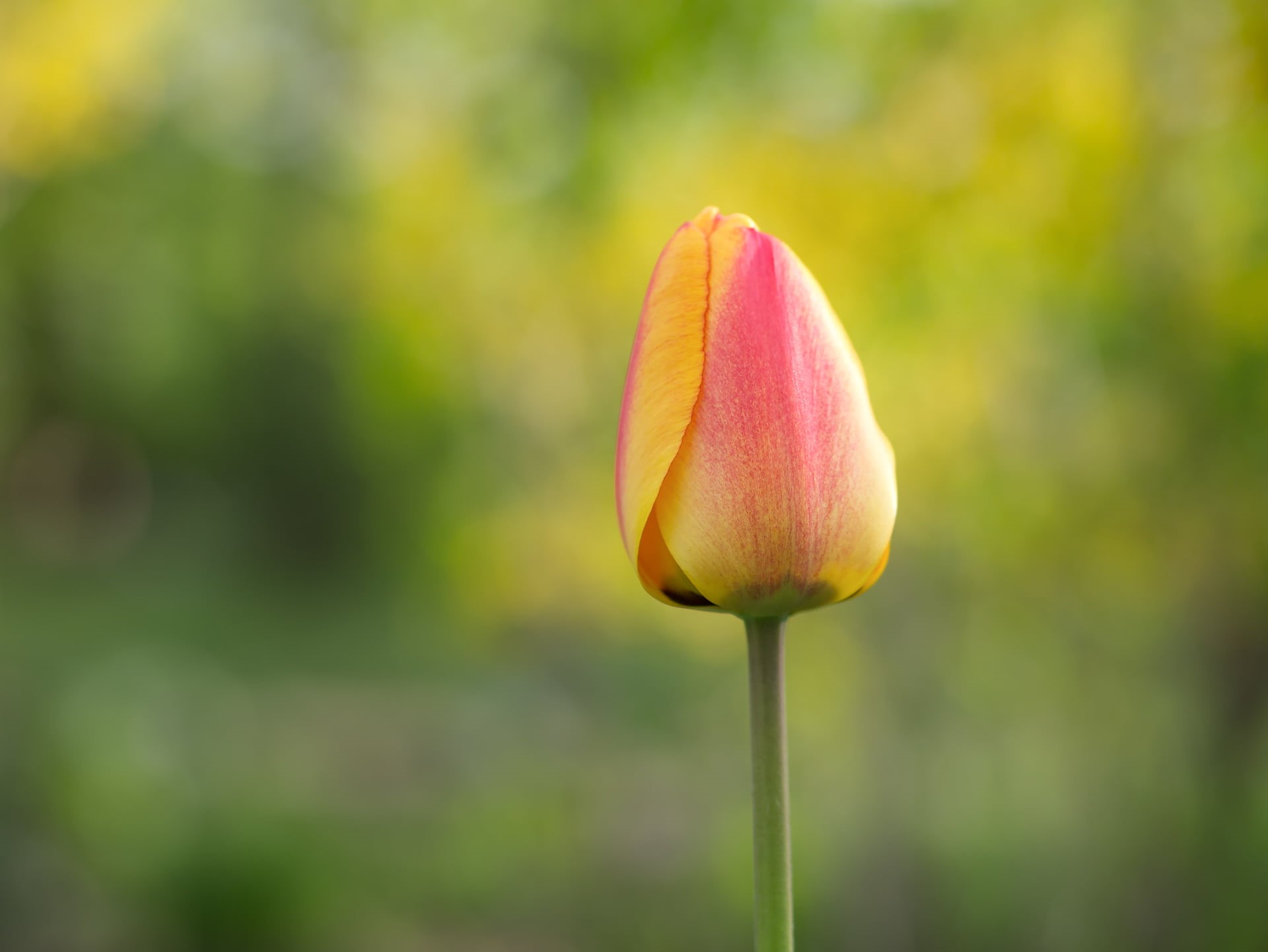 petaled, plant, nature, depth of field, Frühling, springtime, Olympus, M43, flower Head, field, Spring, petal, MFT, simple, photography, outdoors, pink Color, HD Wallpaper