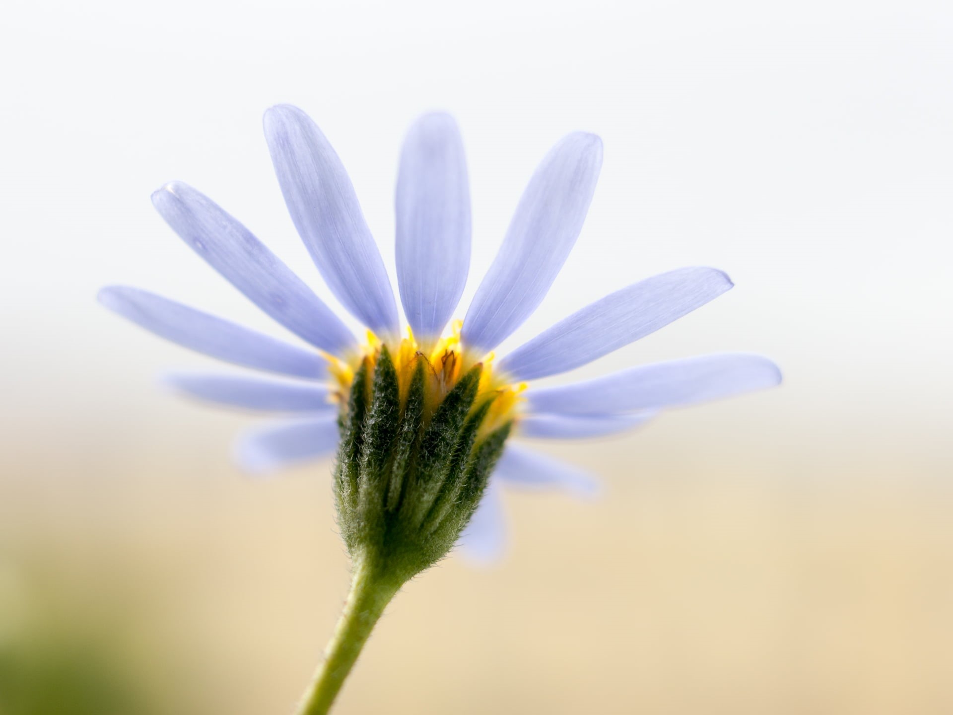 Makro, daisy, untitled, beauty In Nature, flower, botany, Into the light, nature, 1080P, flower Head, yellow, close-up, close up, macro, 35mm, outdoors, HD Wallpaper