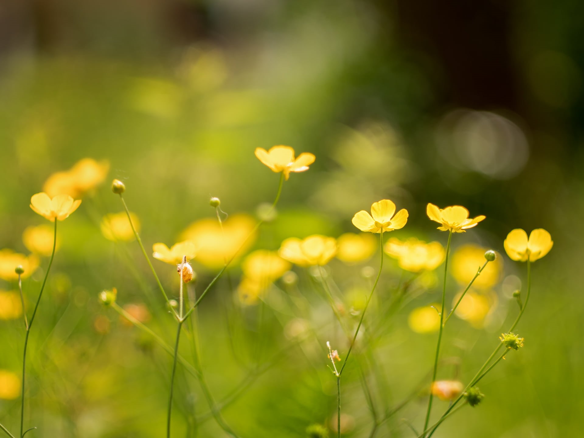 Summer, Blume, Peach, beauty In Nature, shallow, yellow, CZJ, 1080P, buttercup, focus, shallow focus, outdoors, springtime, F1.8, MFT, M43, photography, HD Wallpaper