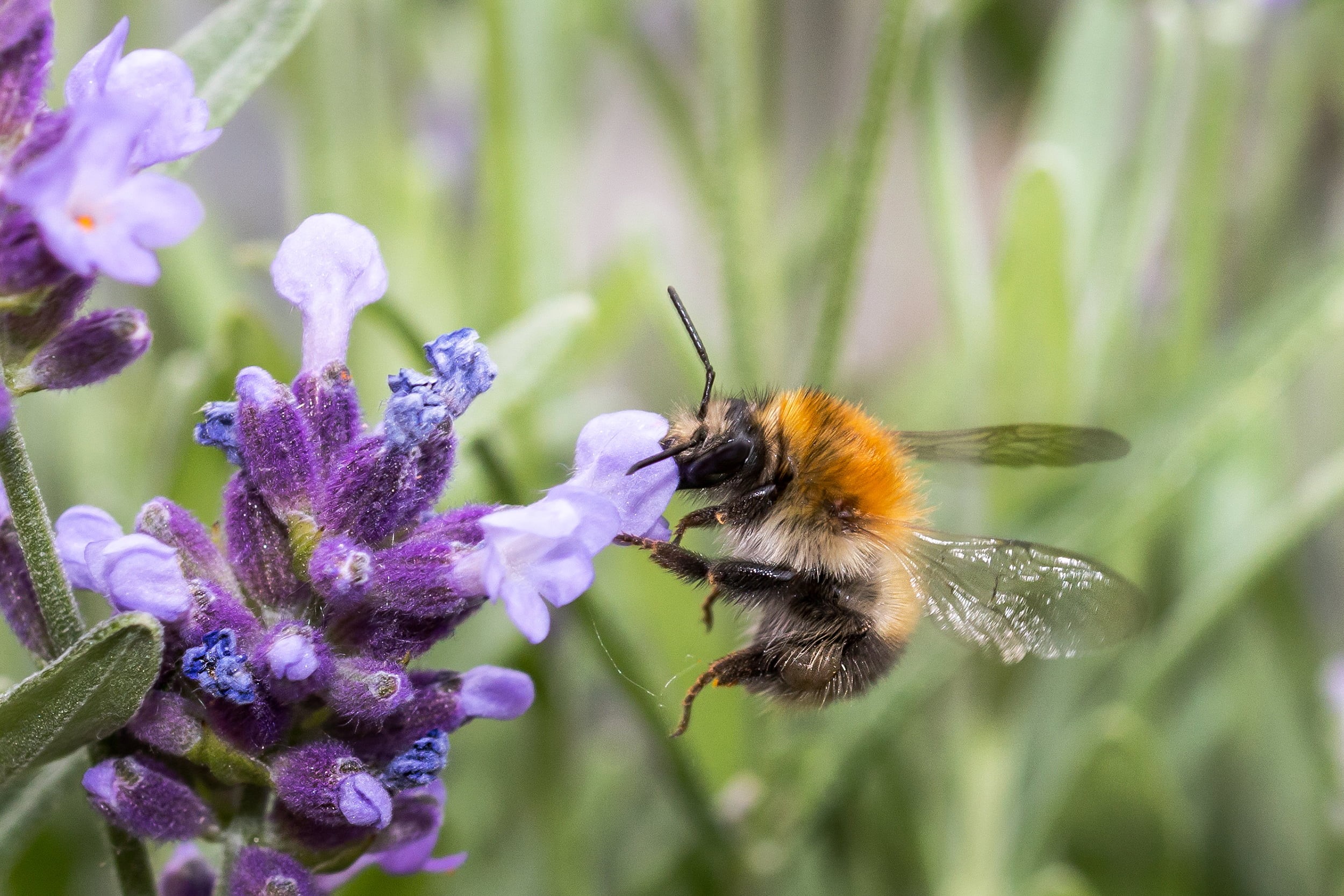 lavender, lavendula, orange, sommer, 1080P, nature, lila, tier, Hummel, pollination, tiere, natur, photography, plant, summer, black, macro, Bumblebee, HD Wallpaper