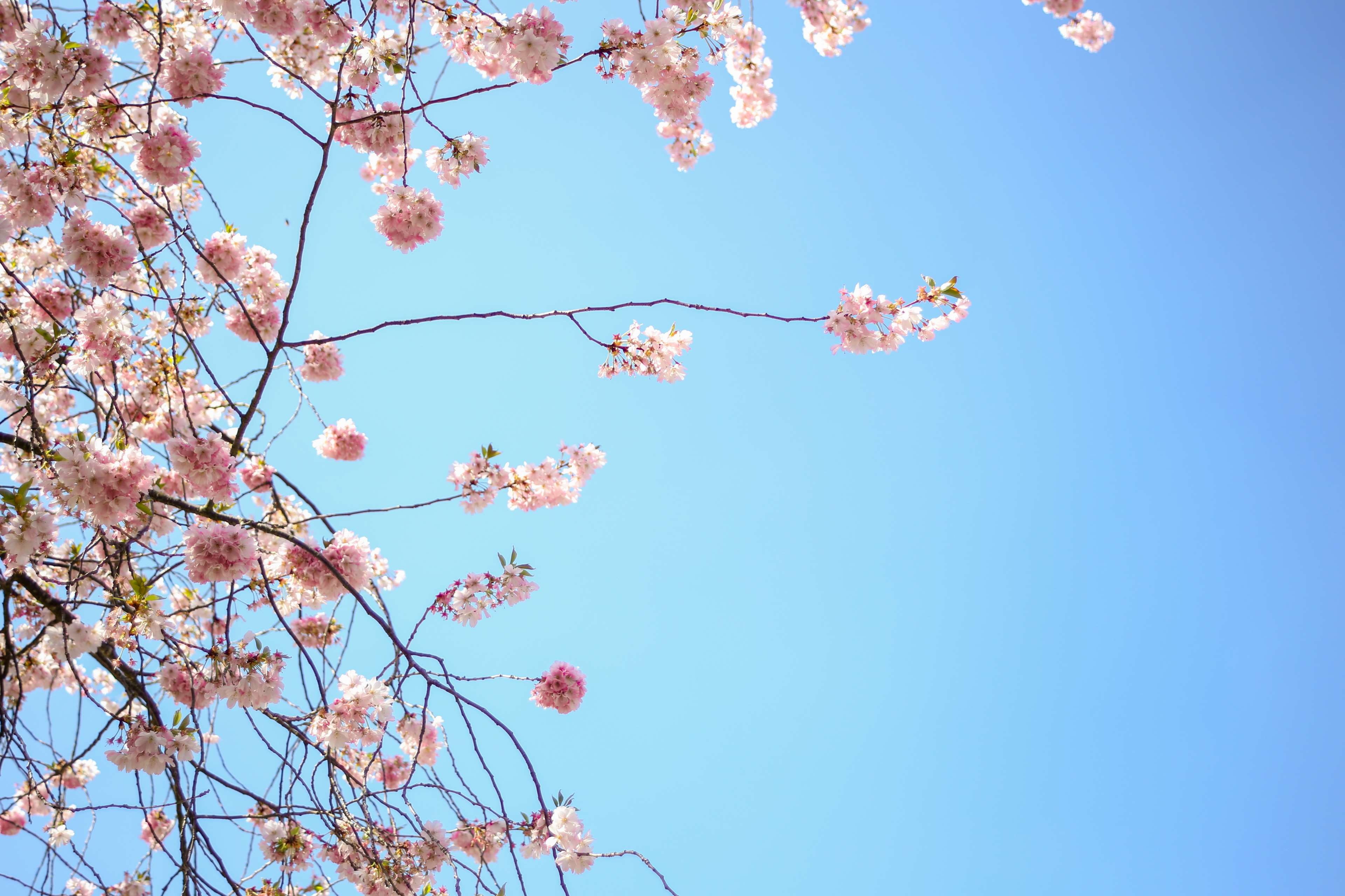 blossom, cherry blossom, day, no people, freshness, blue, beauty in nature, tree, blume, flowers, plant, outdoors, pink, romantic, 4K, cherry, flowering plant, HD Wallpaper