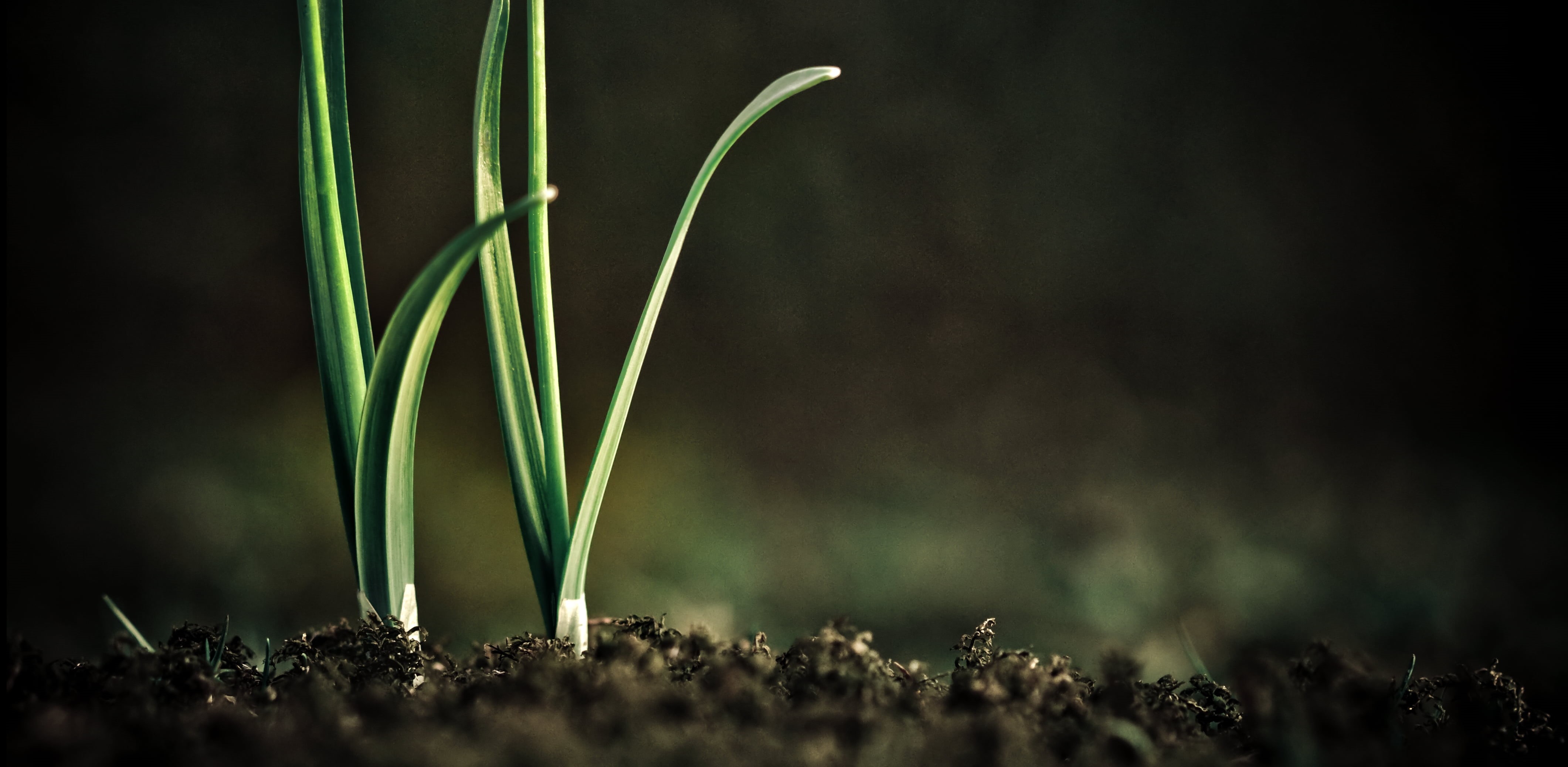 Europe, garten, bavaria, flickr, nature, springtime, Europa, pics, environment, explore, Frühling, vier, bokeh, amateur, shot, flower, Germany, lily of the valley, HD Wallpaper