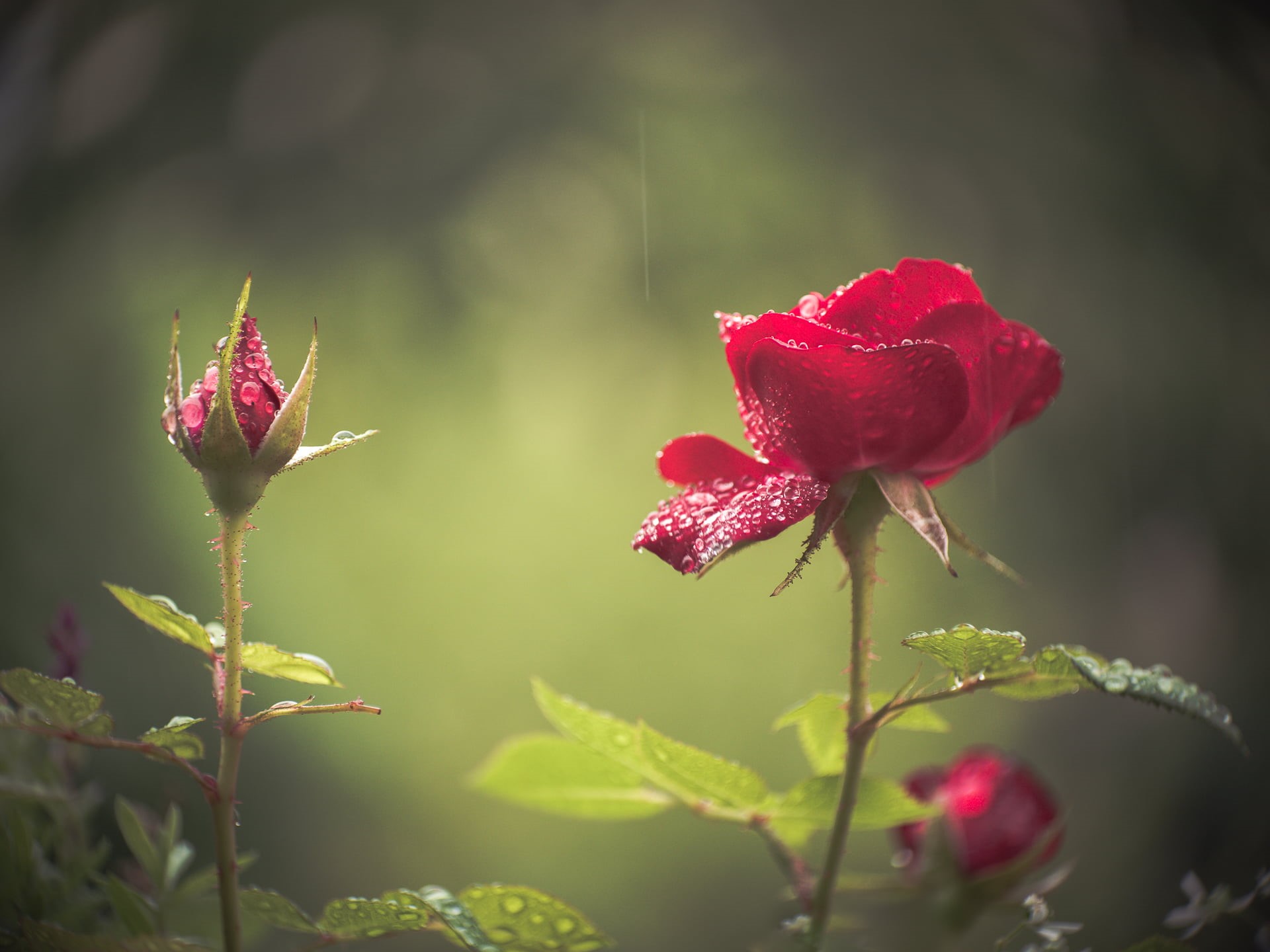 Anastigmat, Micro 4/3, Kodak, roses, 1080P, Cine, M43, shallow, lens, Embrace, dof, nature, manual focus, summer, MFT, F2.7, Panasonic Lumix GX8, bokeh, HD Wallpaper