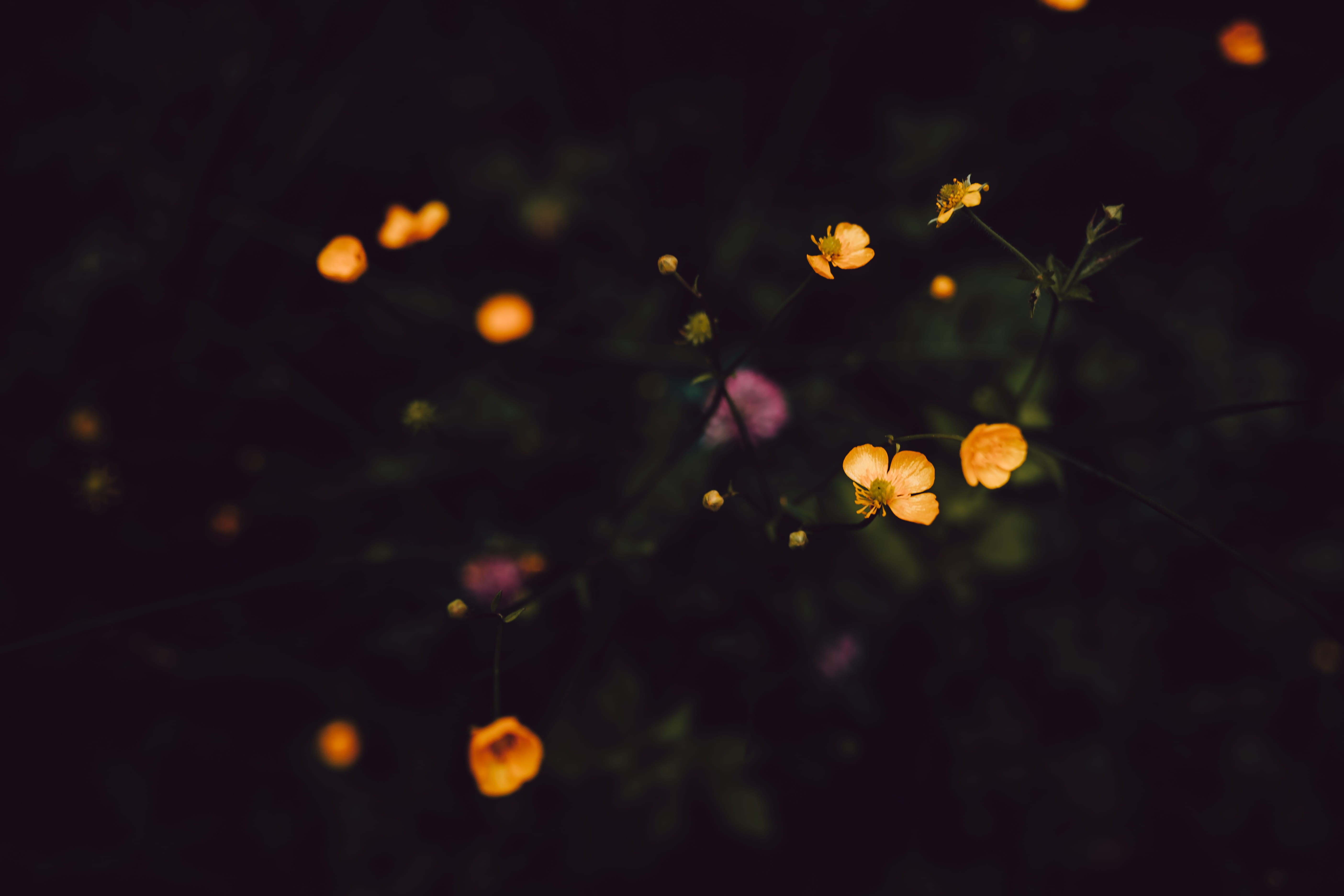 illuminated, selective focus, gelb, tranquility, yellow, nature, close-up, outdoors, plant, 5K, glowing, focus on foreground, dark, mystic, light - natural phenomenon, HD Wallpaper