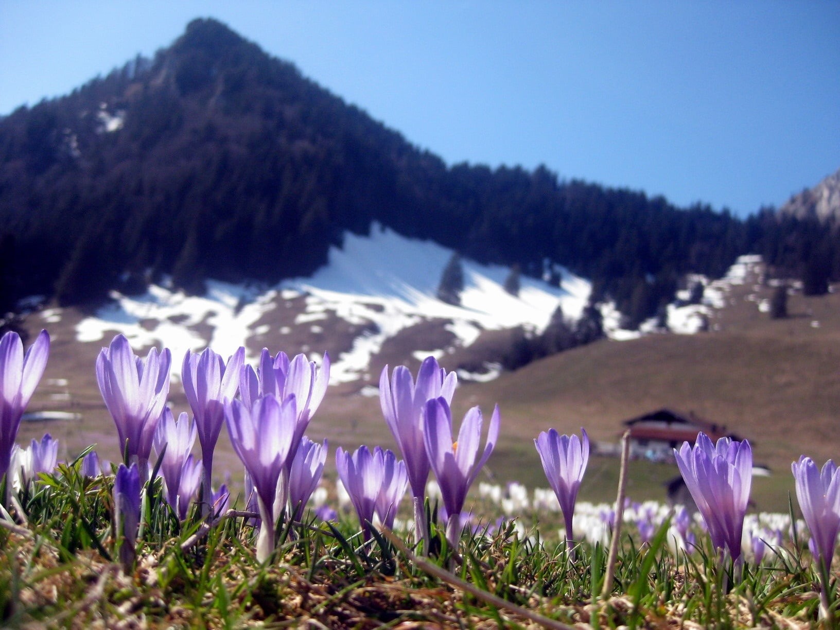 photography, inntal, mountain, Blume, purple, Heuberg, Blümchen, berge, crocus, chiemgau, outdoors, event, natur, Oberbayern, lila, blumen, wild flower, HD Wallpaper