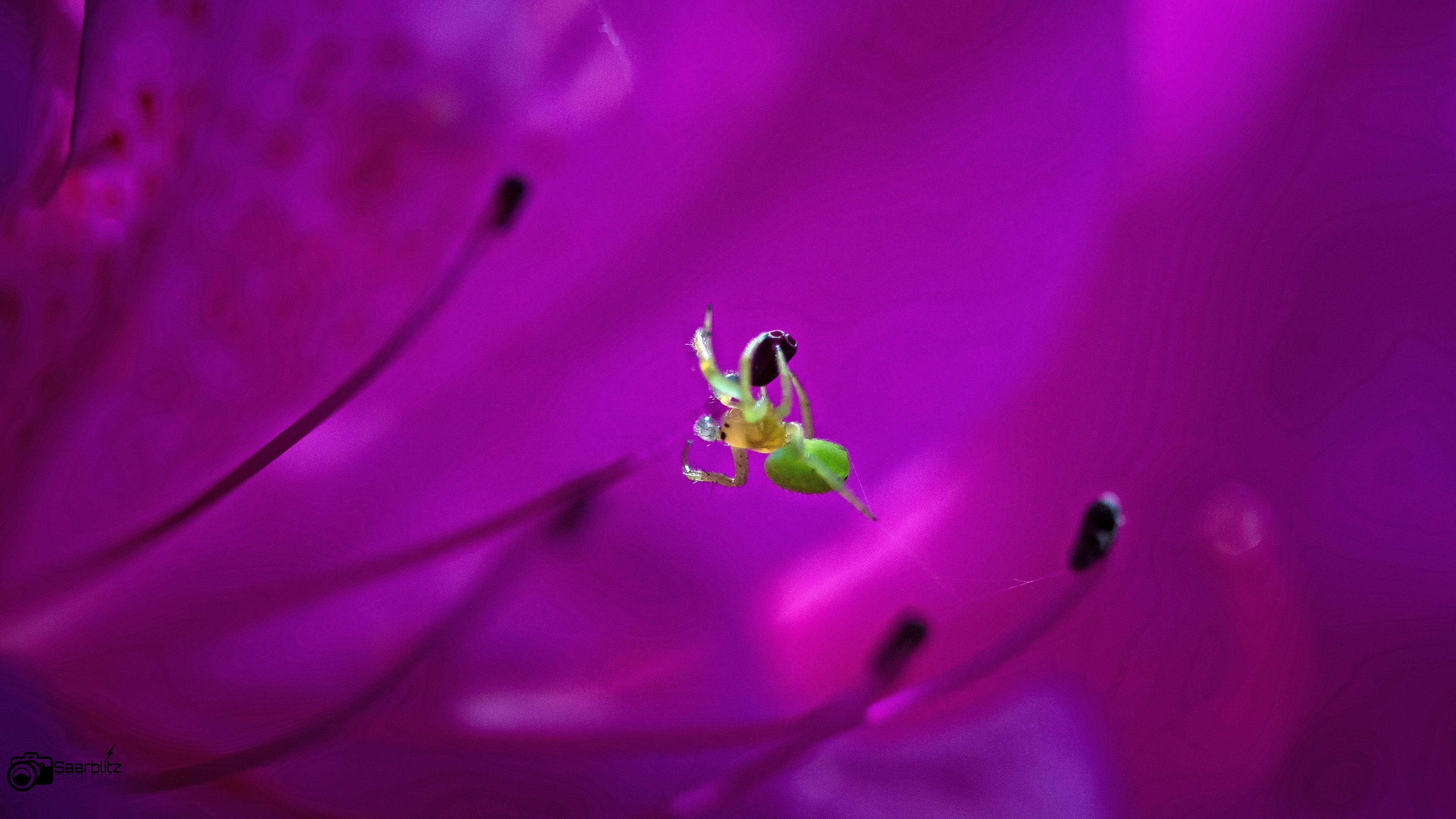 frühling, 4K, azalea, green, spider, nature, close-up, flower, Blume, Garten, Blumen, germany, macro photography, saarland, Garden, photography, macro, HD Wallpaper