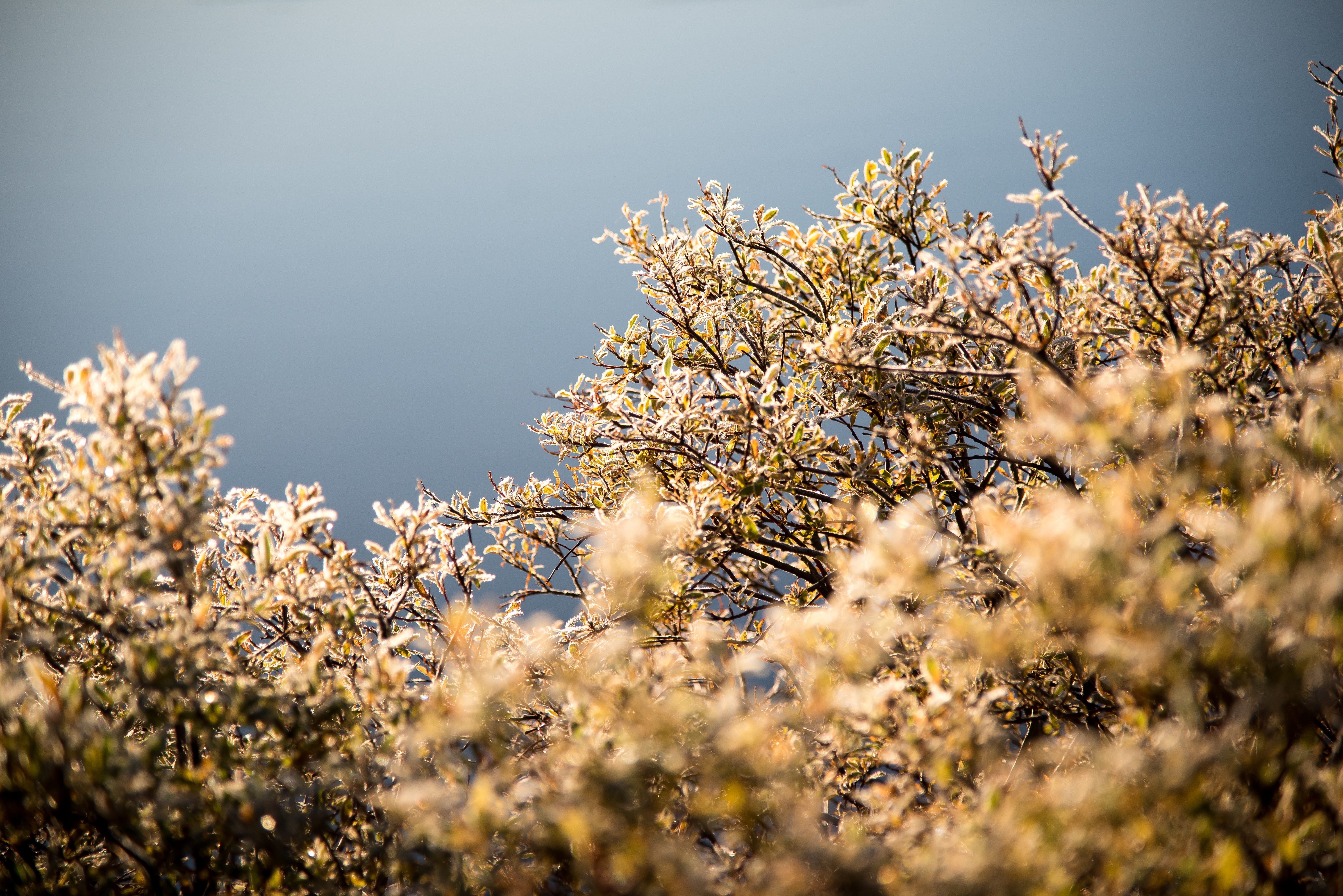 tranquil scene, flowering plant, cherry tree, ice, blossom, lake, springtime, vulnerability, growth, yellow, ozean, icecold, blume, tree, freshness, HD Wallpaper
