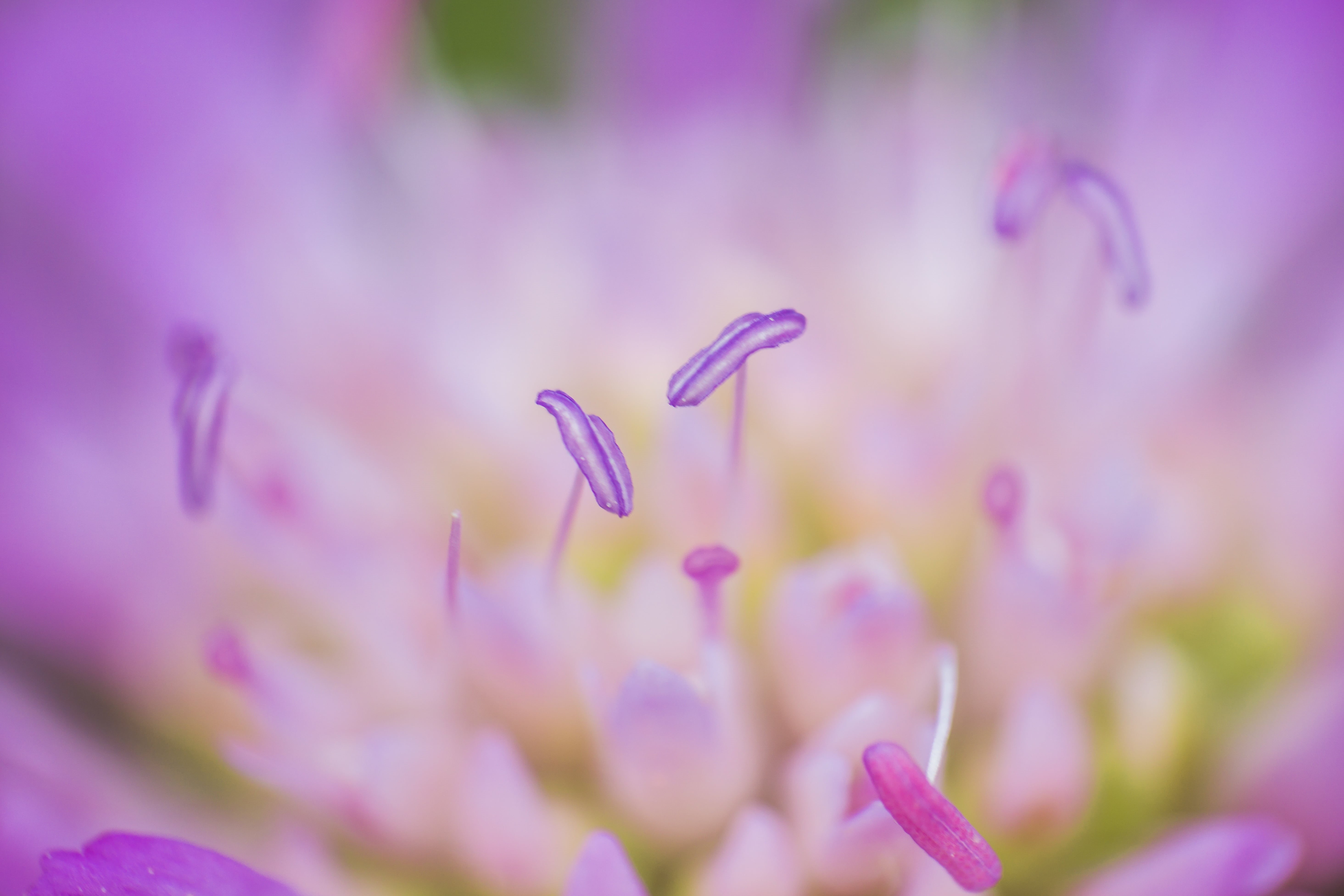 close-up, SEL, Alpha, Flower, Nex, Natur, pink Color, Sony  a6000, Nahaufnahme, plant, pink, Nature, Germany, photography, Winnenden, purple, DoF, Flora, HD Wallpaper