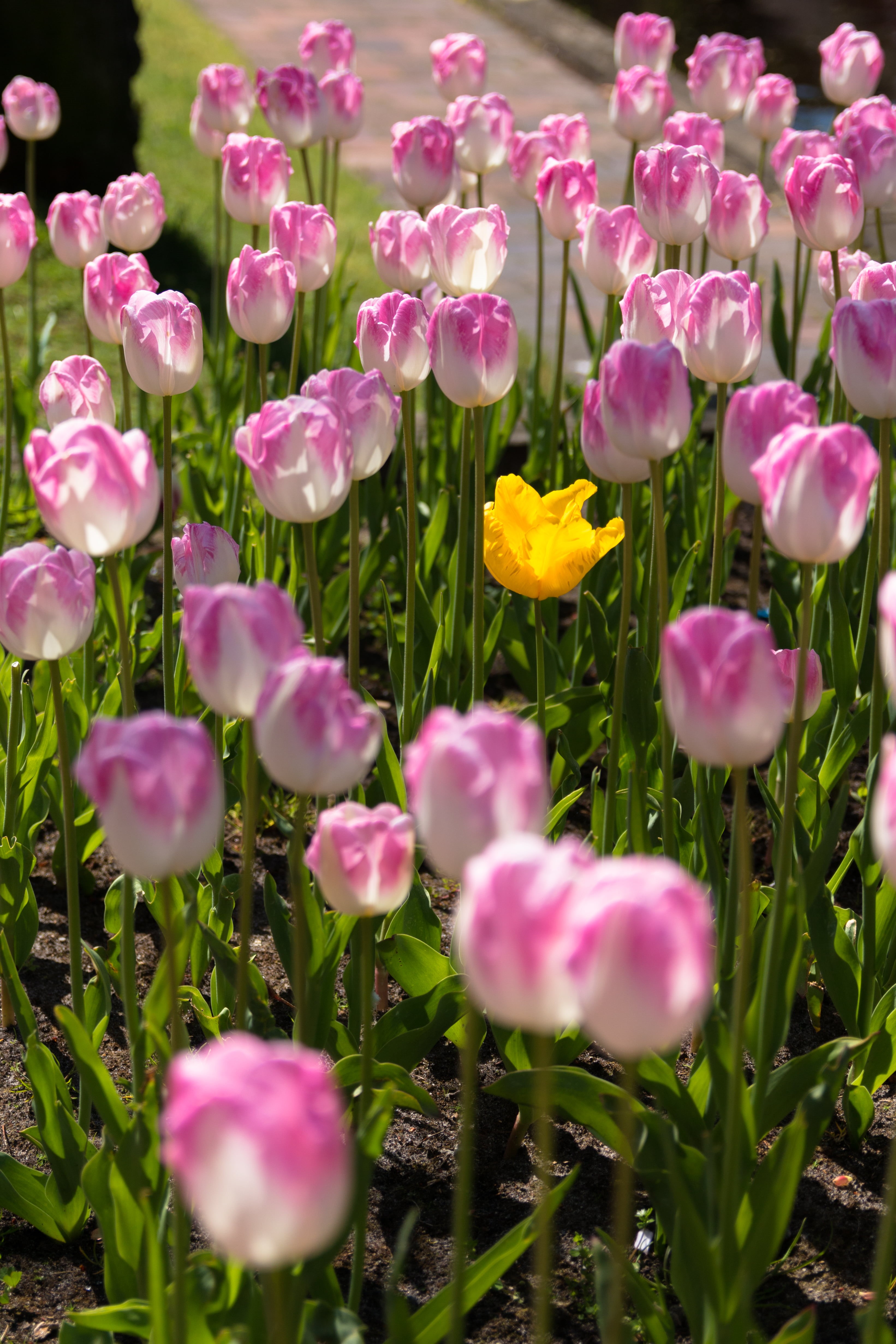 flowerbed, Papenburg, freshness, Misfit, Canon  EOS  70D, summer, yellow, green Color, field, Frühling, gelb, photo, plant, Blume, springtime, pink Color, Phone HD Wallpaper
