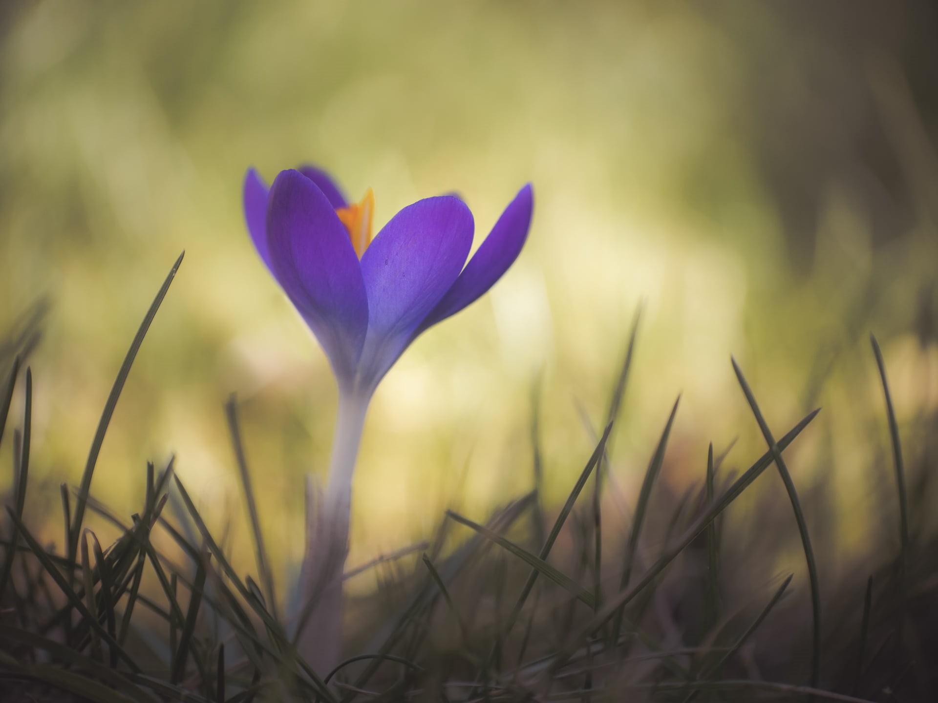 close-up, F2.7, grass, Micro 4/3, focus, 1080P, beauty In Nature, plant, photo, meadow, adapted, Gorgeous, dof, Panasonic, purple, Ms, surrounded, selective focus, HD Wallpaper