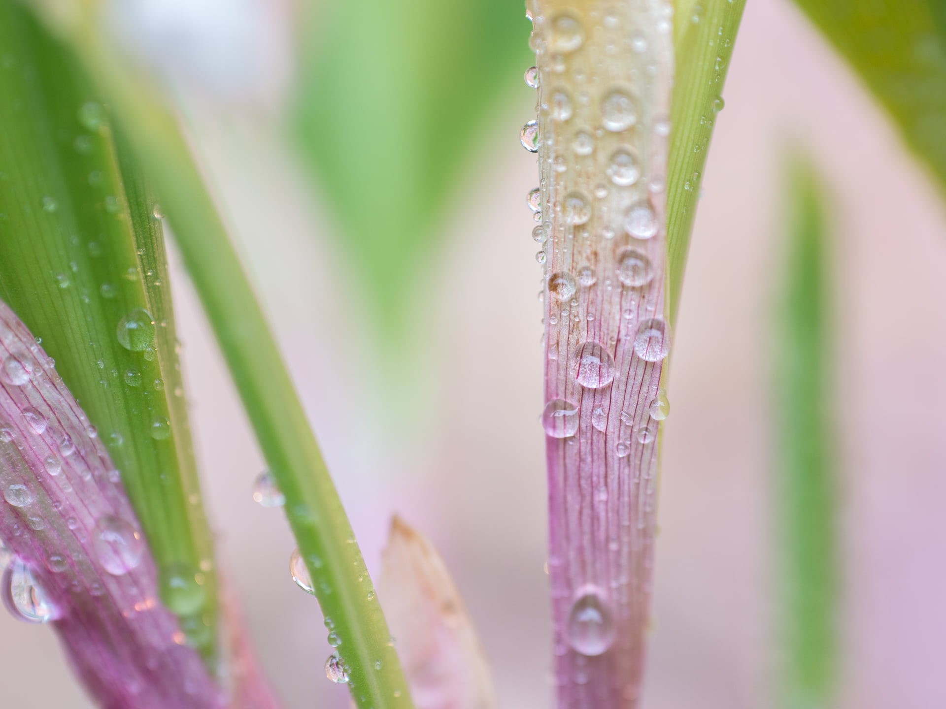 Pink, green Color, DN, Blumen, nature, freshness, F2.8, Panasonic Lumix G5, flower, grass, close-up, leaf, plant, Frühling, dew, drop, micro, liquid, summer, HD Wallpaper