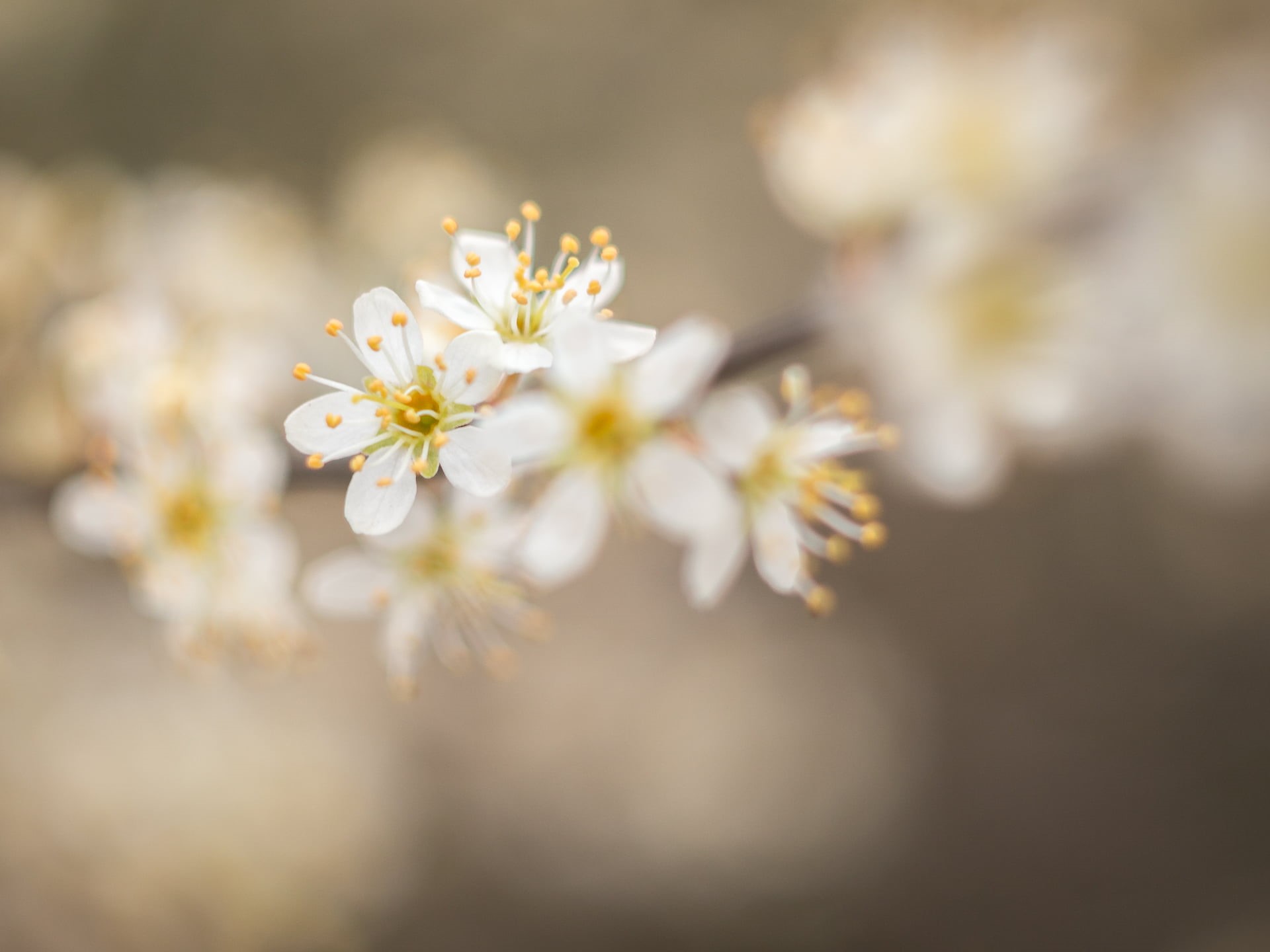 summer, freshness, nature, flower Head, cherry, springtime, selective focus, White, beauty In Nature, 1080P, outdoors, Panasonic Lumix G5, season, blossoms, HD Wallpaper