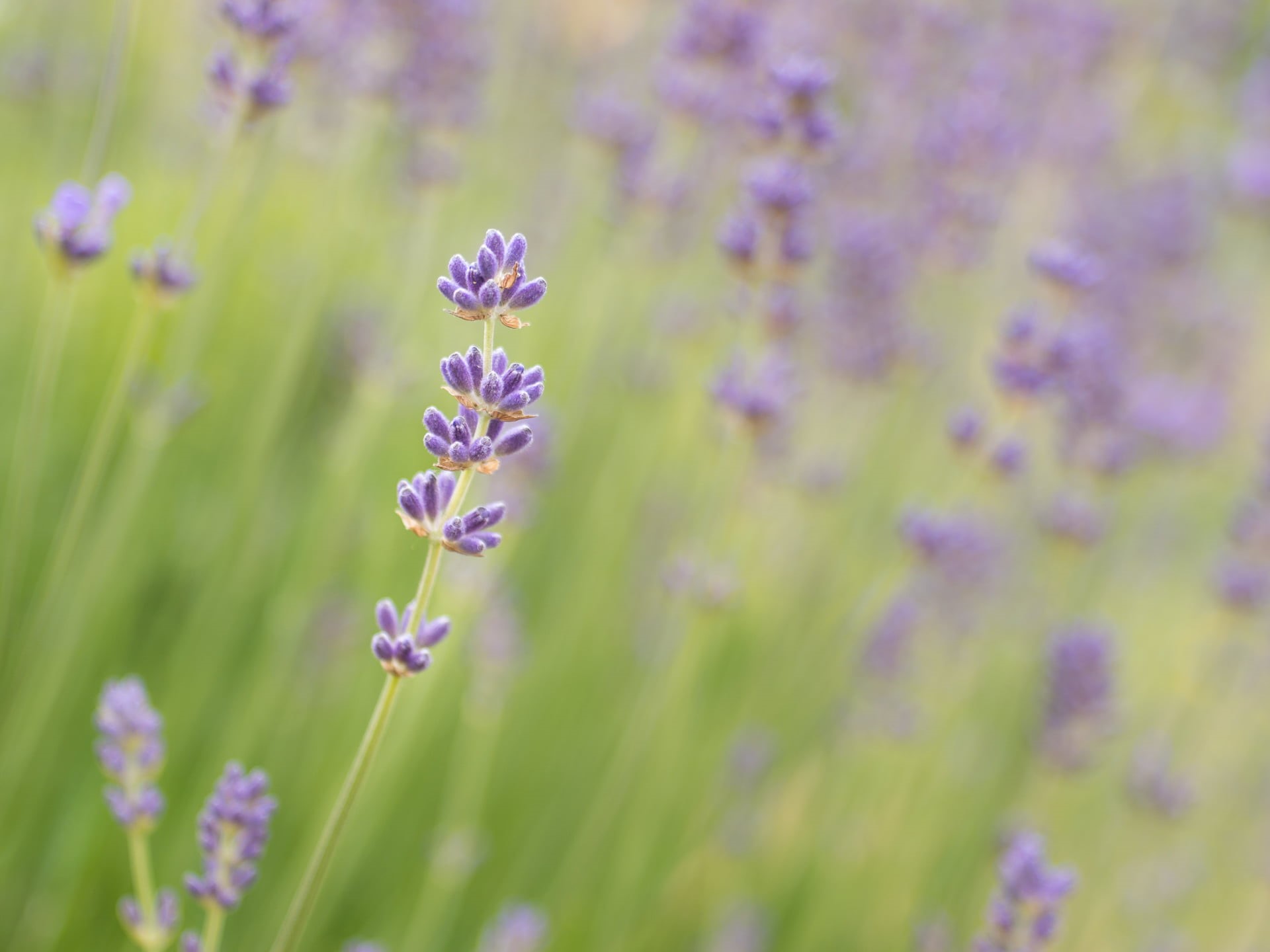 Frühling, 1080P, plant, summer, Panasonic Lumix G5, nature, flower, Blume, Not alone, Spring, F2.4, 35mm, lavenders, purple, close up, HD Wallpaper