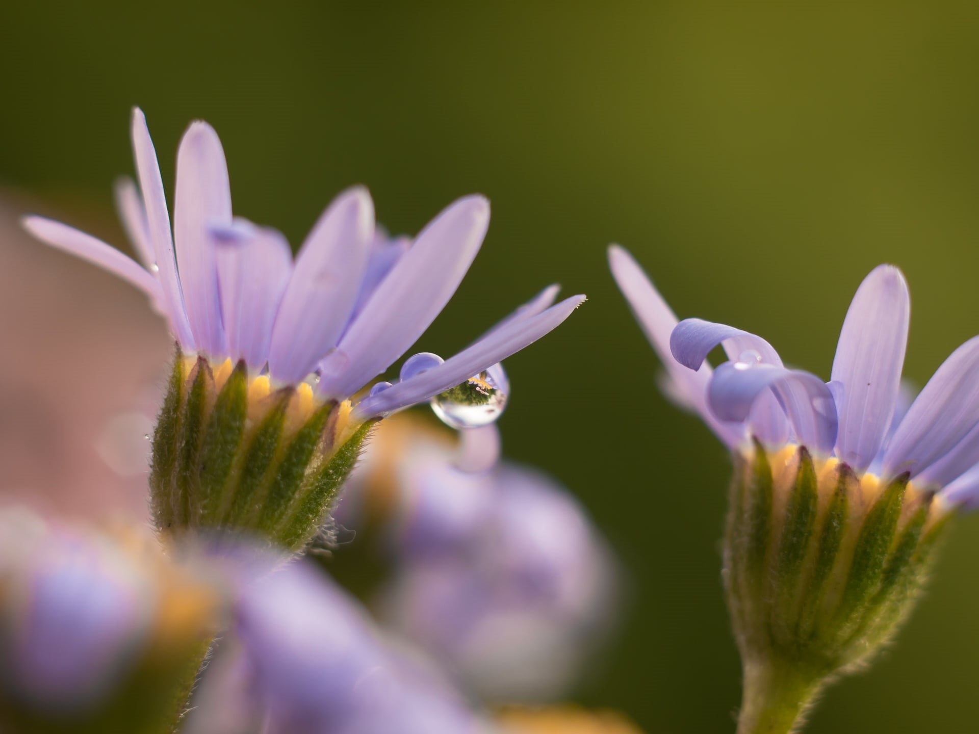springtime, drops, Spring, water, after the rain, close-up, Panasonic Lumix G5, lens, Frühling, summer, tilt, makro, photography, flower, purple, blossom, HD Wallpaper