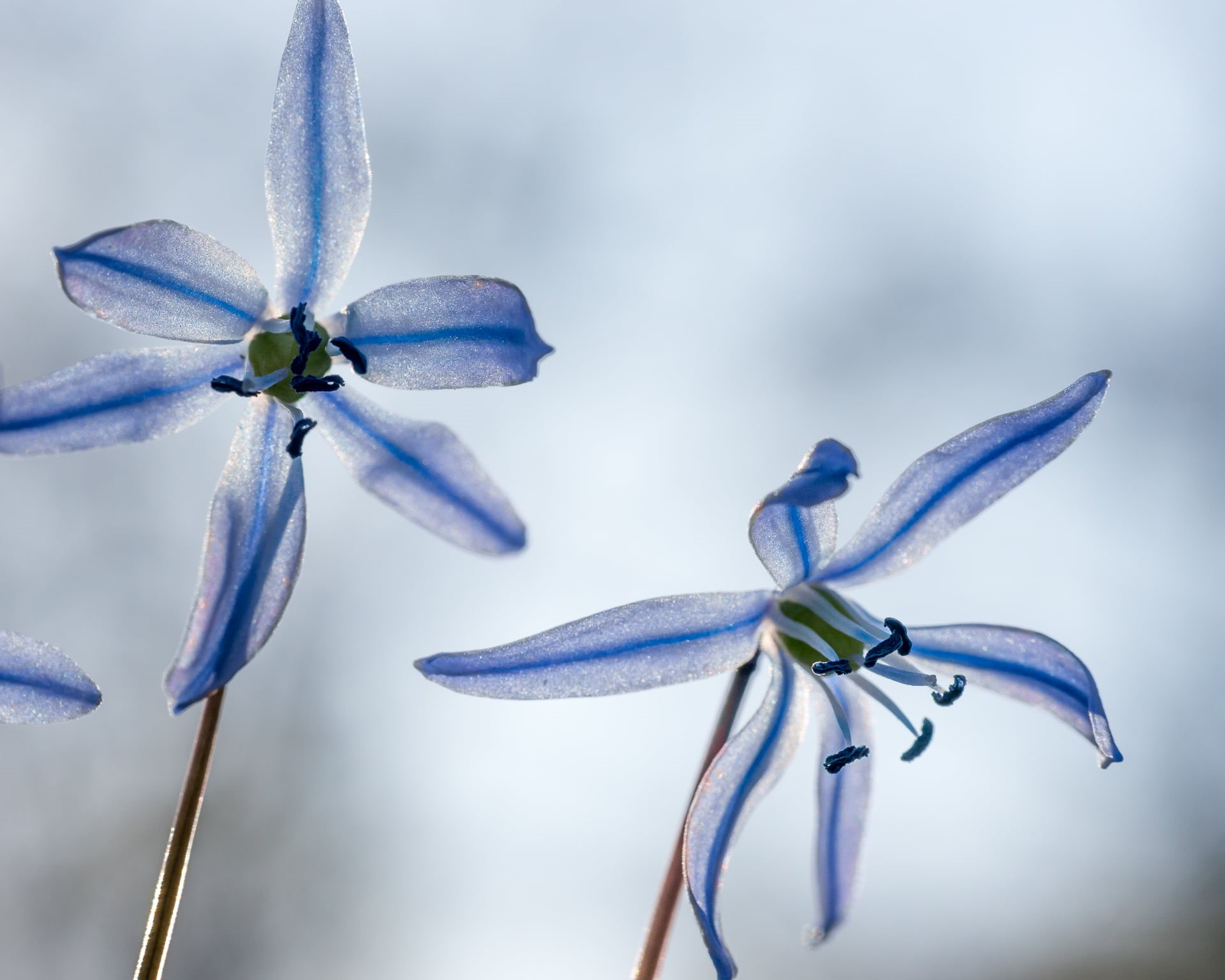 nature, Blume, Spring, blossom, closeup, photography, flowers, DN, 1080P, 60mm, blue, close-up, squill, closeup photography, Panasonic Lumix G5, flower, HD Wallpaper