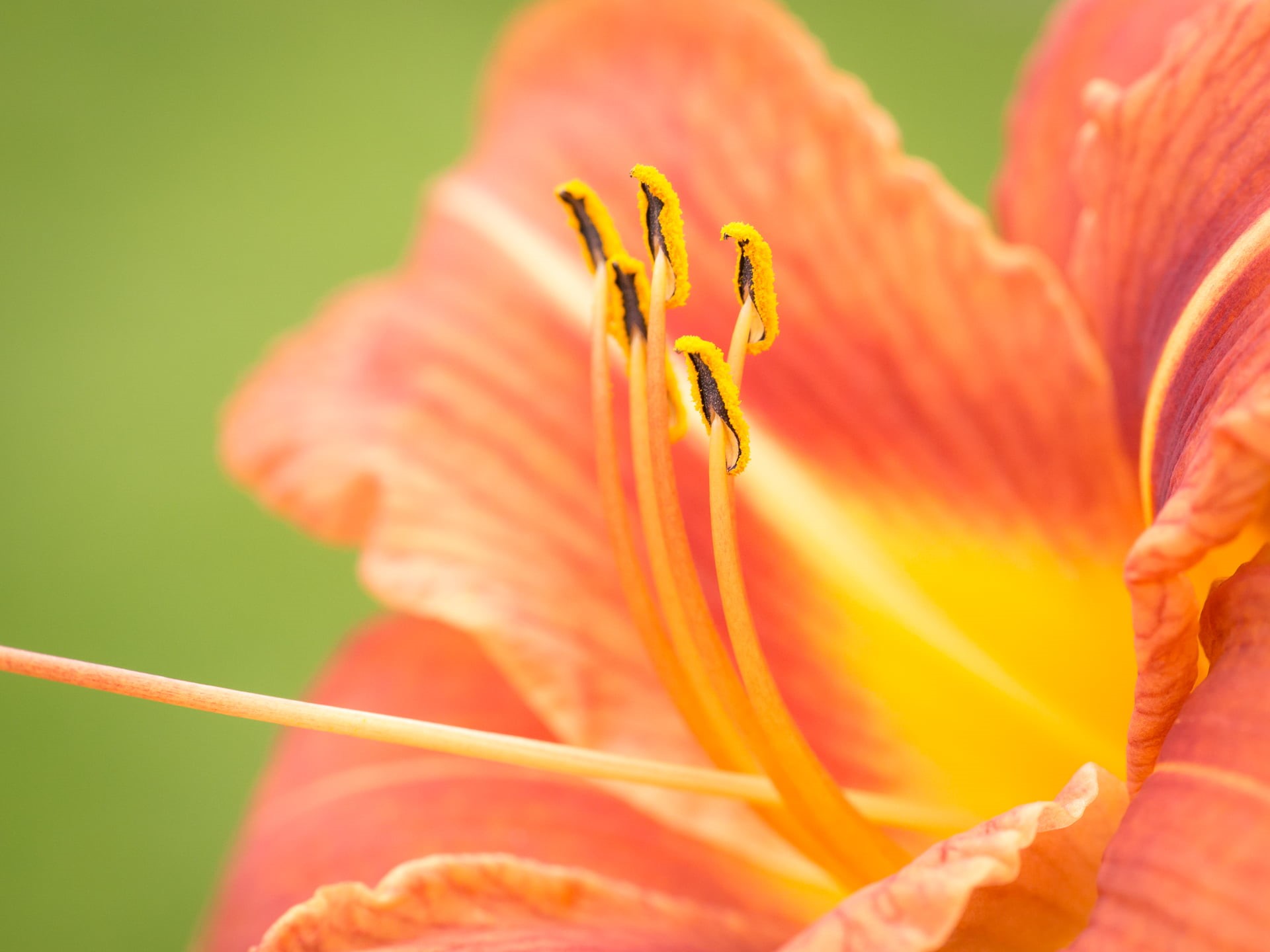 flower Head, plant, DN, Sentinels, photography, nature, Panasonic Lumix G5, close-up, 1080P, petal, summer, macro photography, F2.8, yellow, Sigma, flower, HD Wallpaper