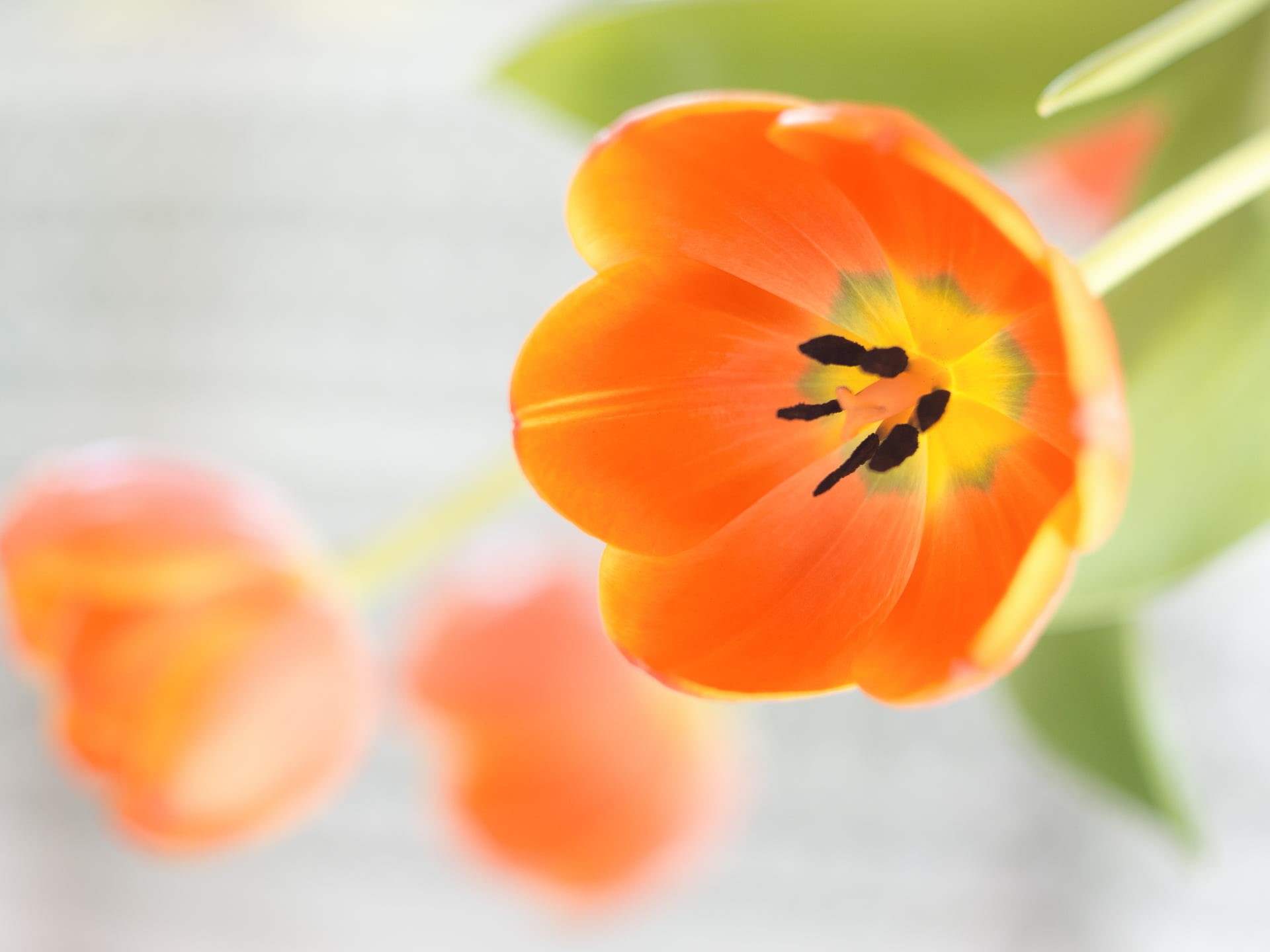 Peach, Panasonic Lumix G5, M43, highkey, nature, Tulip, petal, MFT, close-up, flower Head, Blume, yellow, lens, bokeh, 1080P, Helios 44, decoration, beauty In Nature, HD Wallpaper