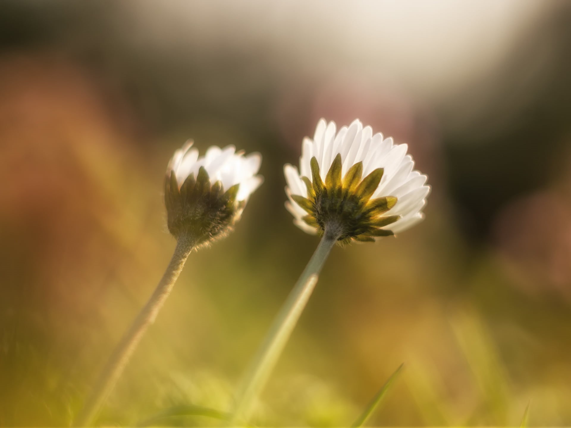 Helios 44, 1080P, two, MFT, plant, Peach, M43, us  two, dof, Frühling, flower, The two of us, Blume, Spring, Panasonic Lumix G5, bokeh, white, flowers, HD Wallpaper