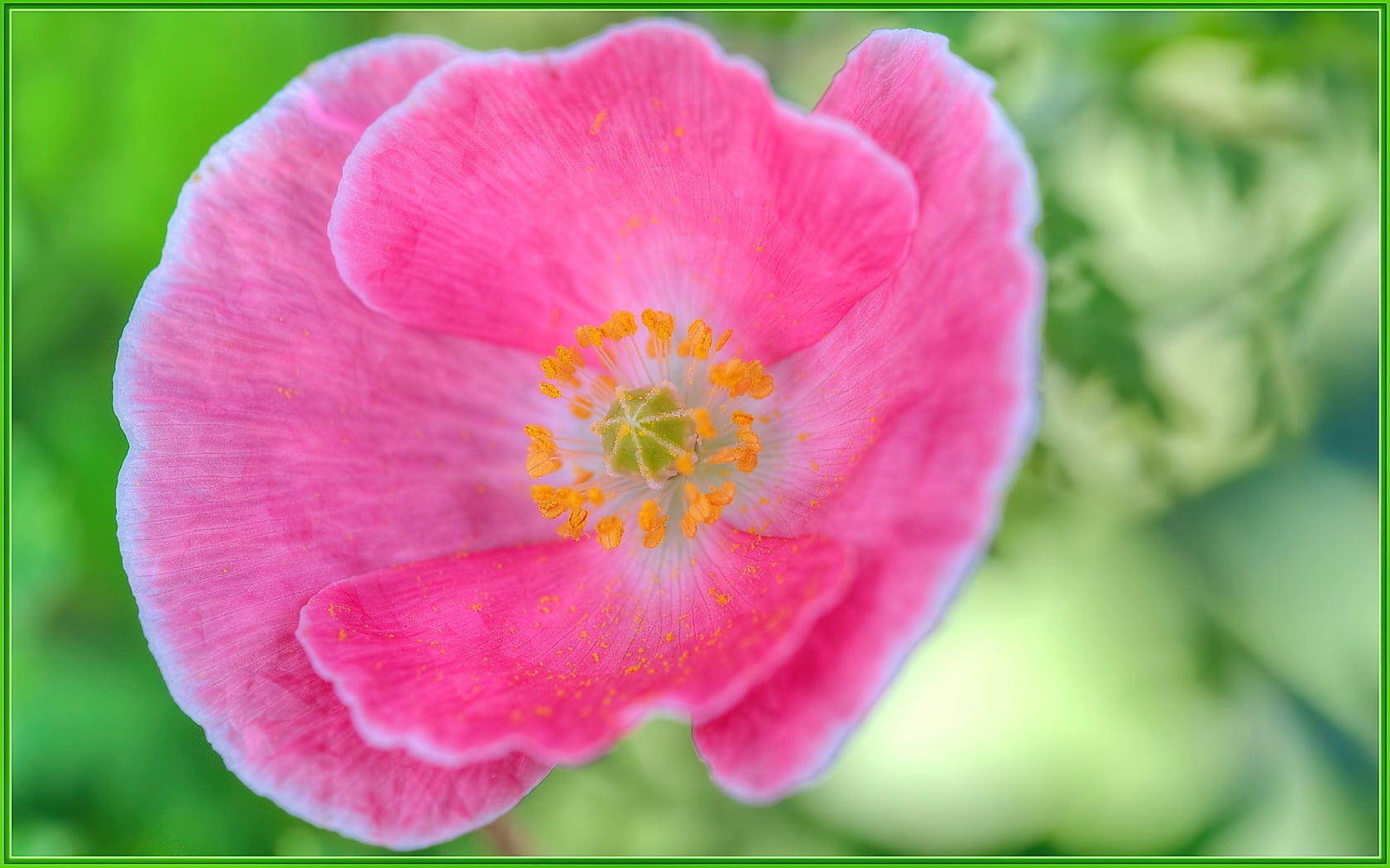 nature, petal, flower, beauty In Nature, summer, pink, Photomatix, pink Color, flowers, HDR, macro, botany, flower  flower, 720P, Sigma, bokeh, plant, HD Wallpaper