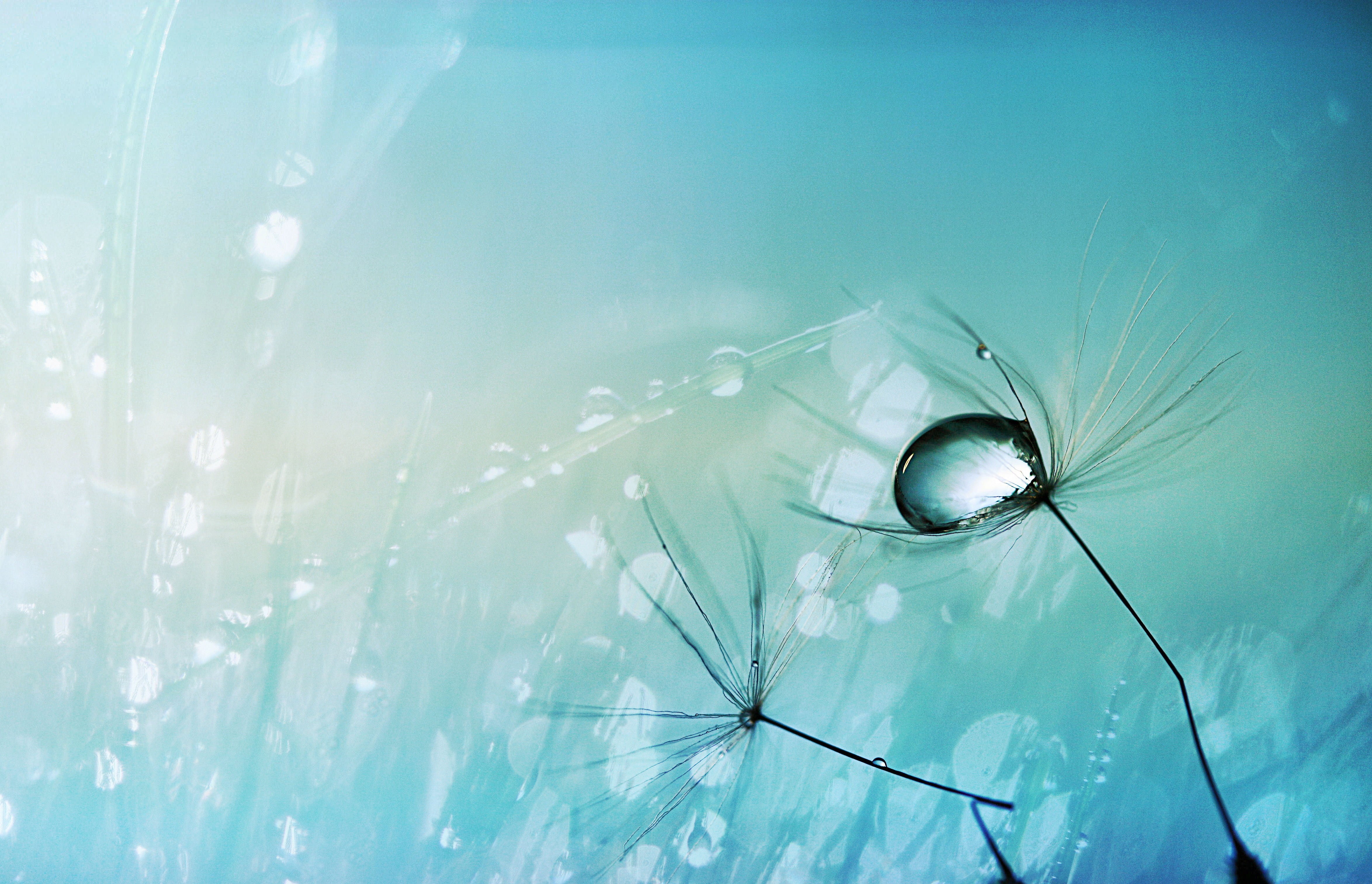 nature, plant, 60MM, MUGS, DROPS, DANDELION, 4K, close-up, REFLECTION, MOGS, water, SEASONS, WINTER  GHOSTS, MACRO, TOGS, TAGS, drop, BLUE, BEND  BREAK, HD Wallpaper