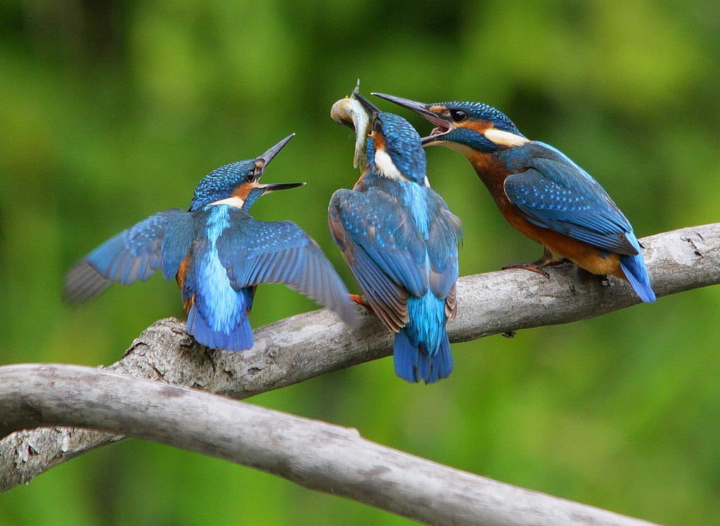 Alcedo atthis, HSM, Common Kingfisher, kingfishers, WoW, kingfisher, LIFE, 500m, NGC, Canon EOS 7D, branch, brown, Sigma, 480P, birdwatcher, bird, fauna, HD Wallpaper