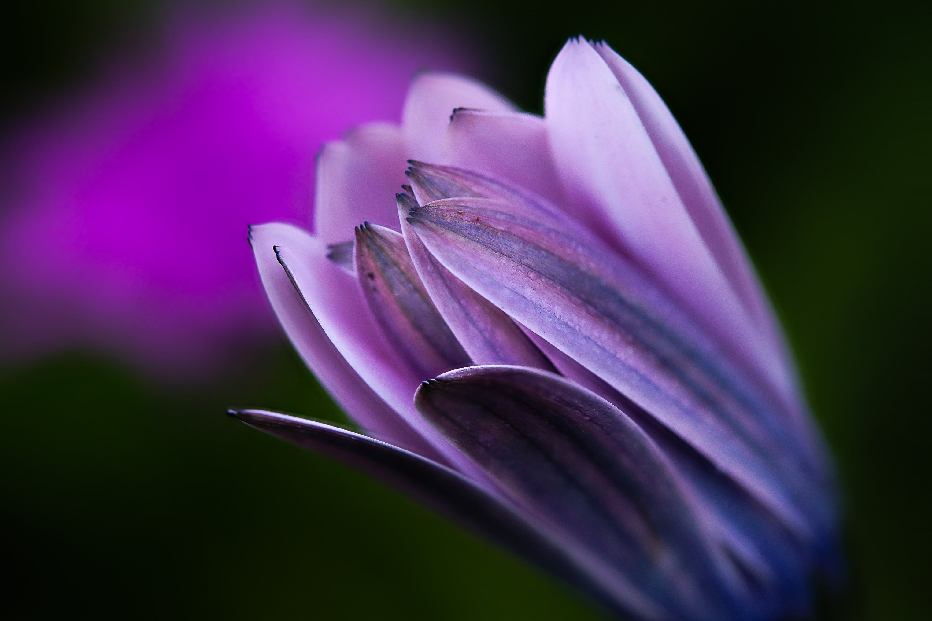 green Color, 60mm, Sony, de, nature, springtime, Coruña, Photo, 2K, macro, Focus stacking, blossom, Galicia, Gabriel, beauty In Nature, plant, water Lily, HD Wallpaper