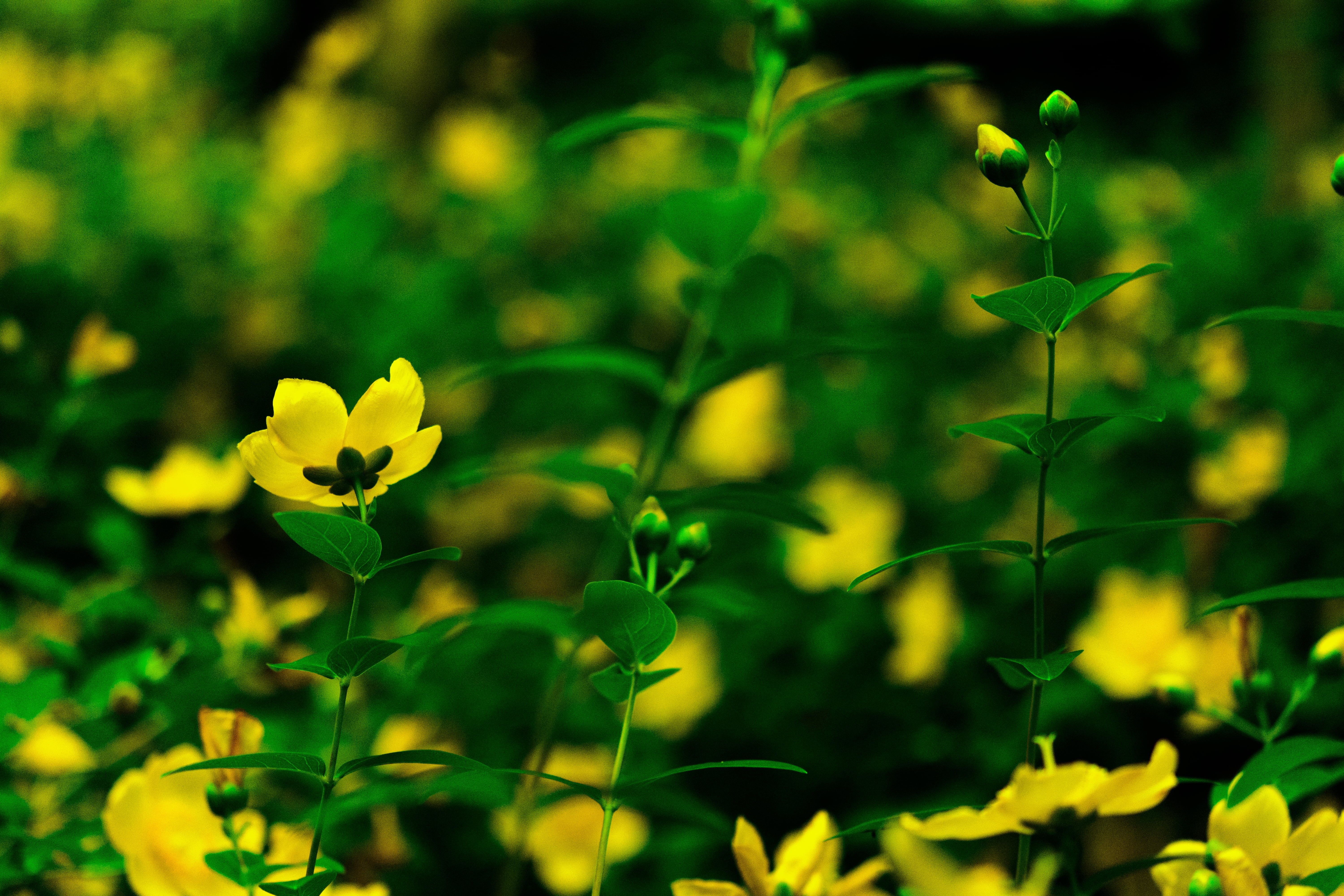growth, Micro, ku, 5K, Tokyo  Japan, Yellow, ota, tokyo, 8G, AF, green Color, nature, Heiwa, summer, flower, leaf, 60mm, untitled, f/2, D7100, japan, NIKKOR, HD Wallpaper