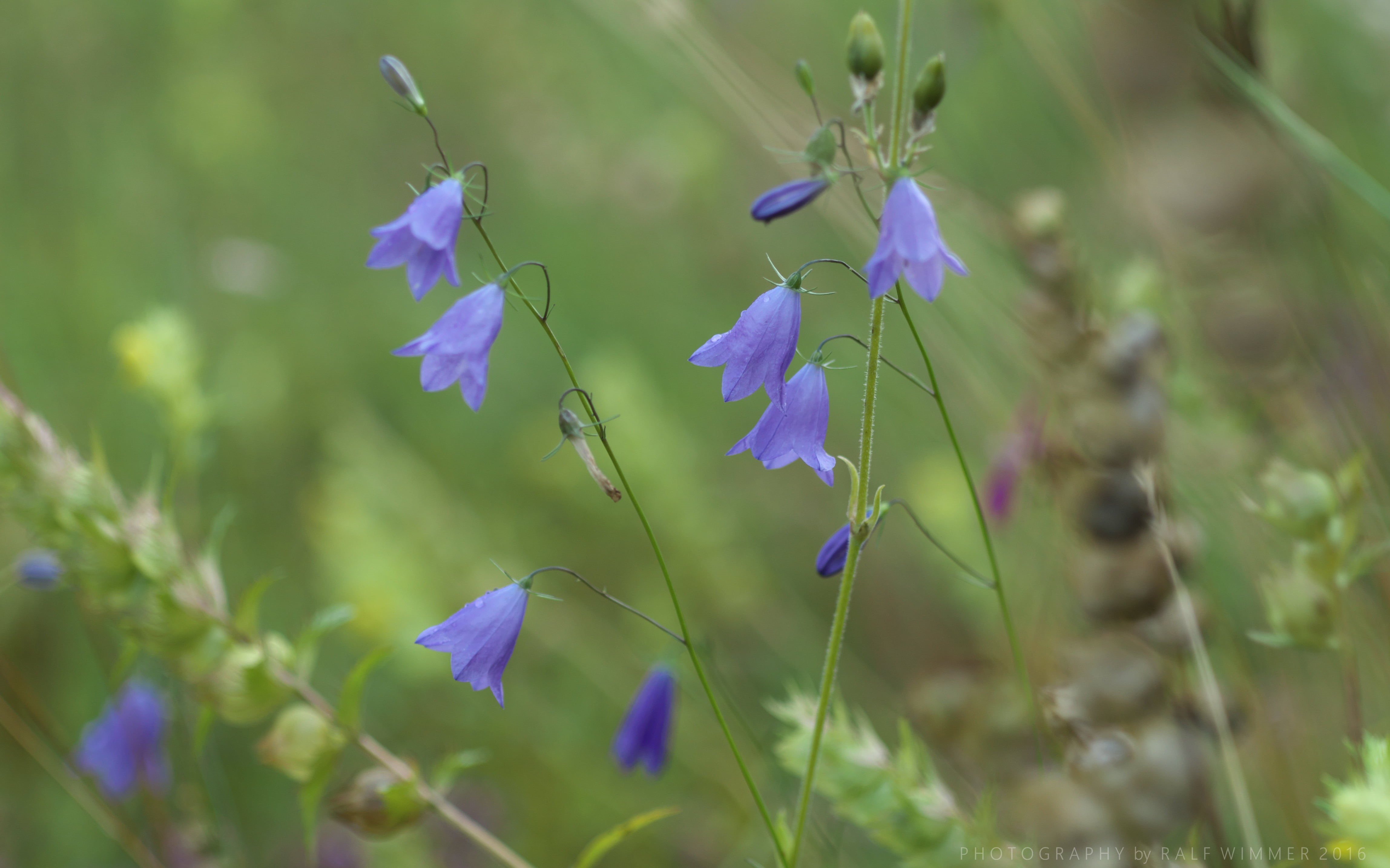 Wiese, Regen, plant, 4K, flower, flowers, selective focus, Campanula, Blumen, purple, selective, Bayern, depth of field, focus, daytime, blue, Elmarit, HD Wallpaper