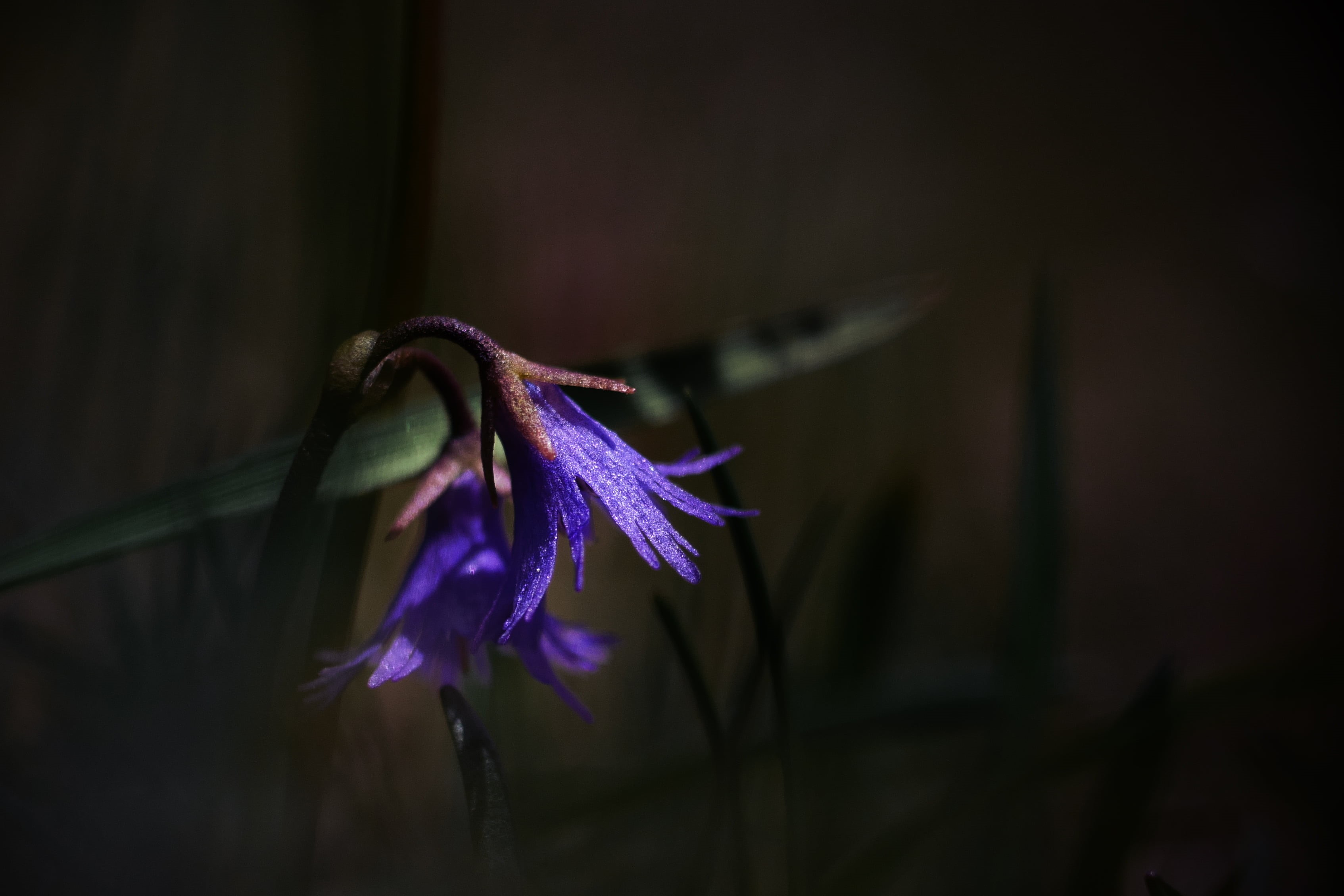 two, plant, Macro, purple, flower, Soldanella  alpina, nature, 60mm, Lumix GX7, close-up, Elmarit, depth of field, petaled, mysterious, 2K, DOF, flowers, HD Wallpaper