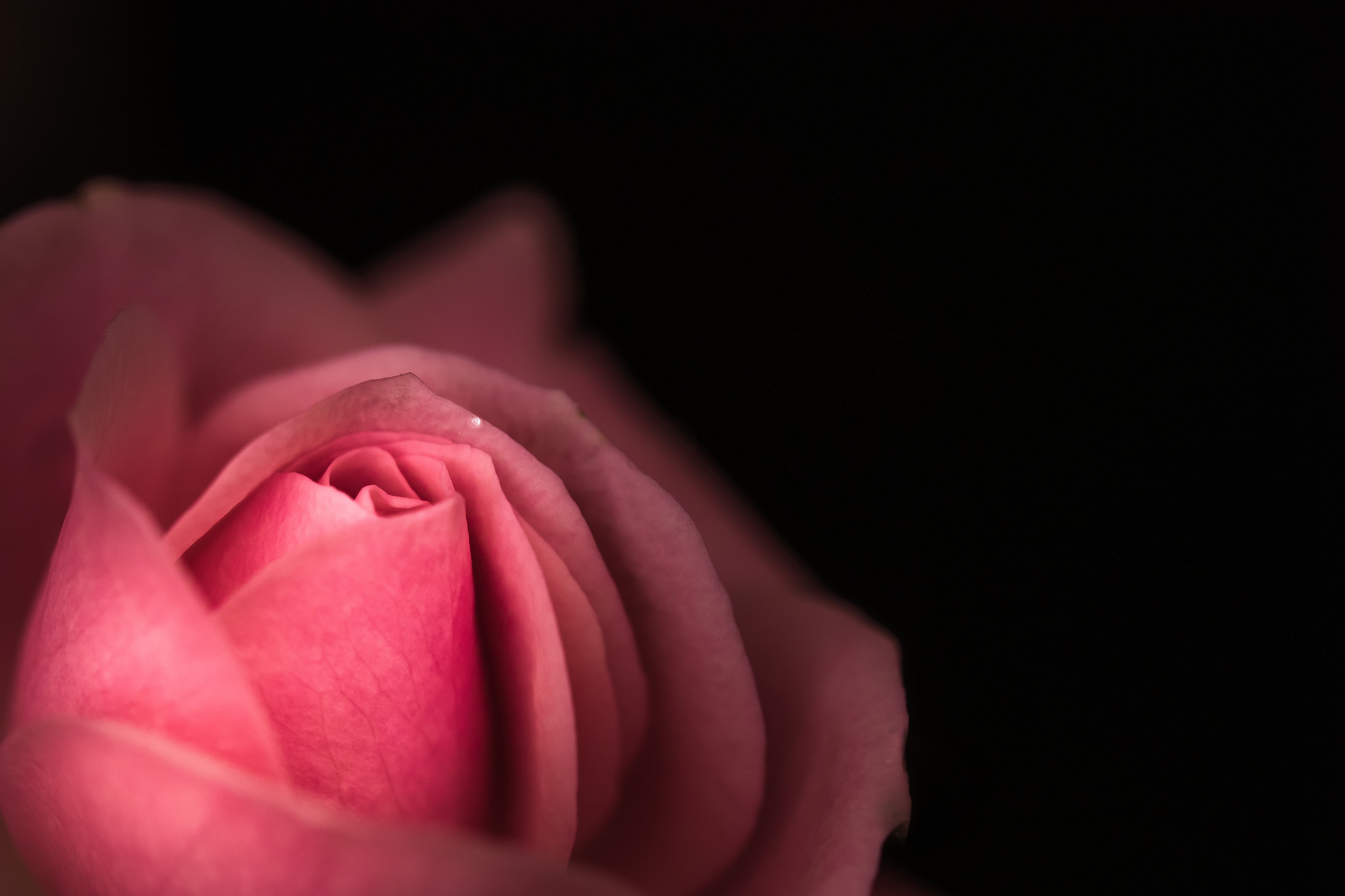 Mondays, D E, OM, 4K, Negative Space, M. ZUIKO DIGITAL, HMM, rose - Flower, pink, petal, beauty In Nature, Close-up, pink rose, rose, ED, F2.8, single Flower, HD Wallpaper